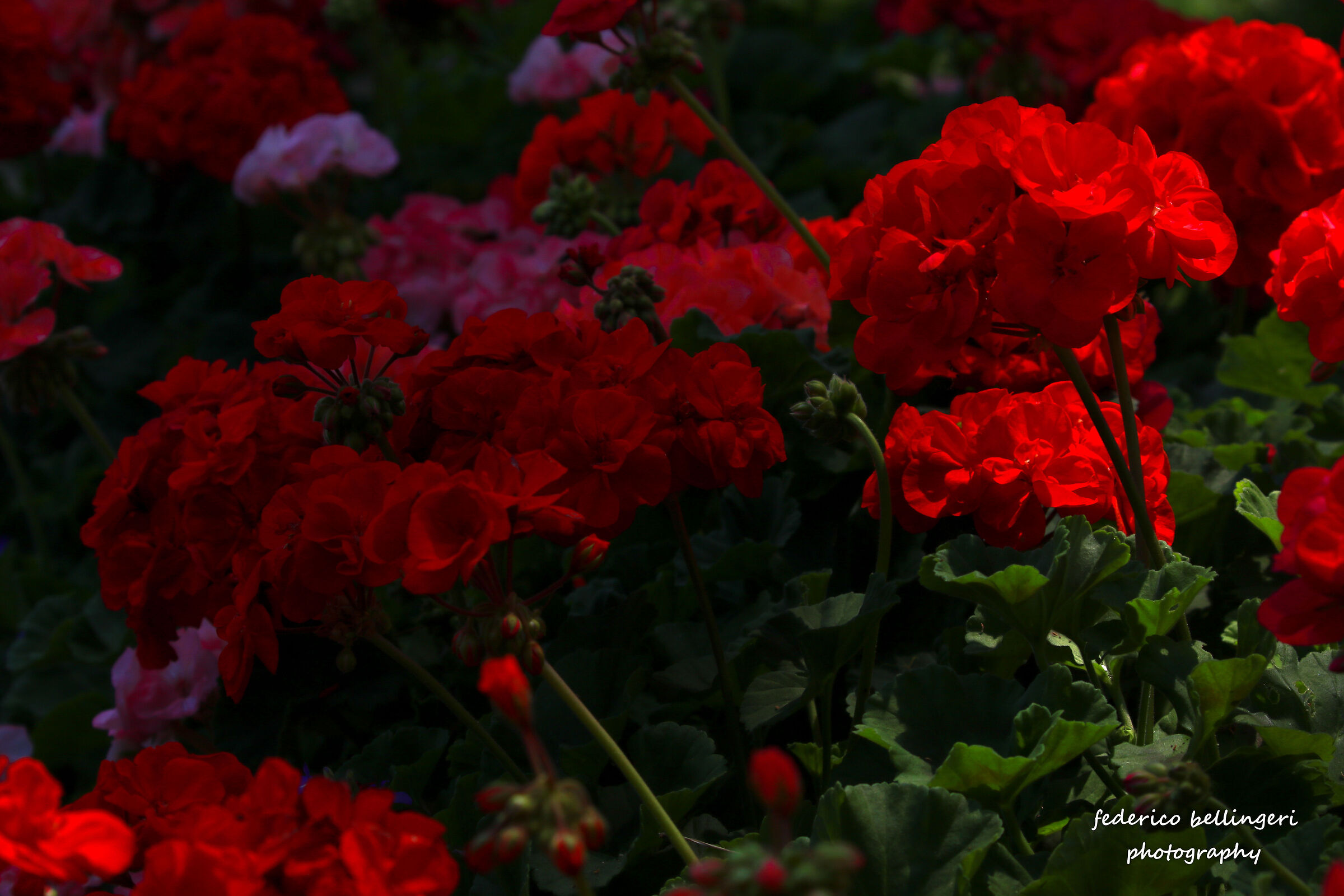 giardini di Augusto in rosso