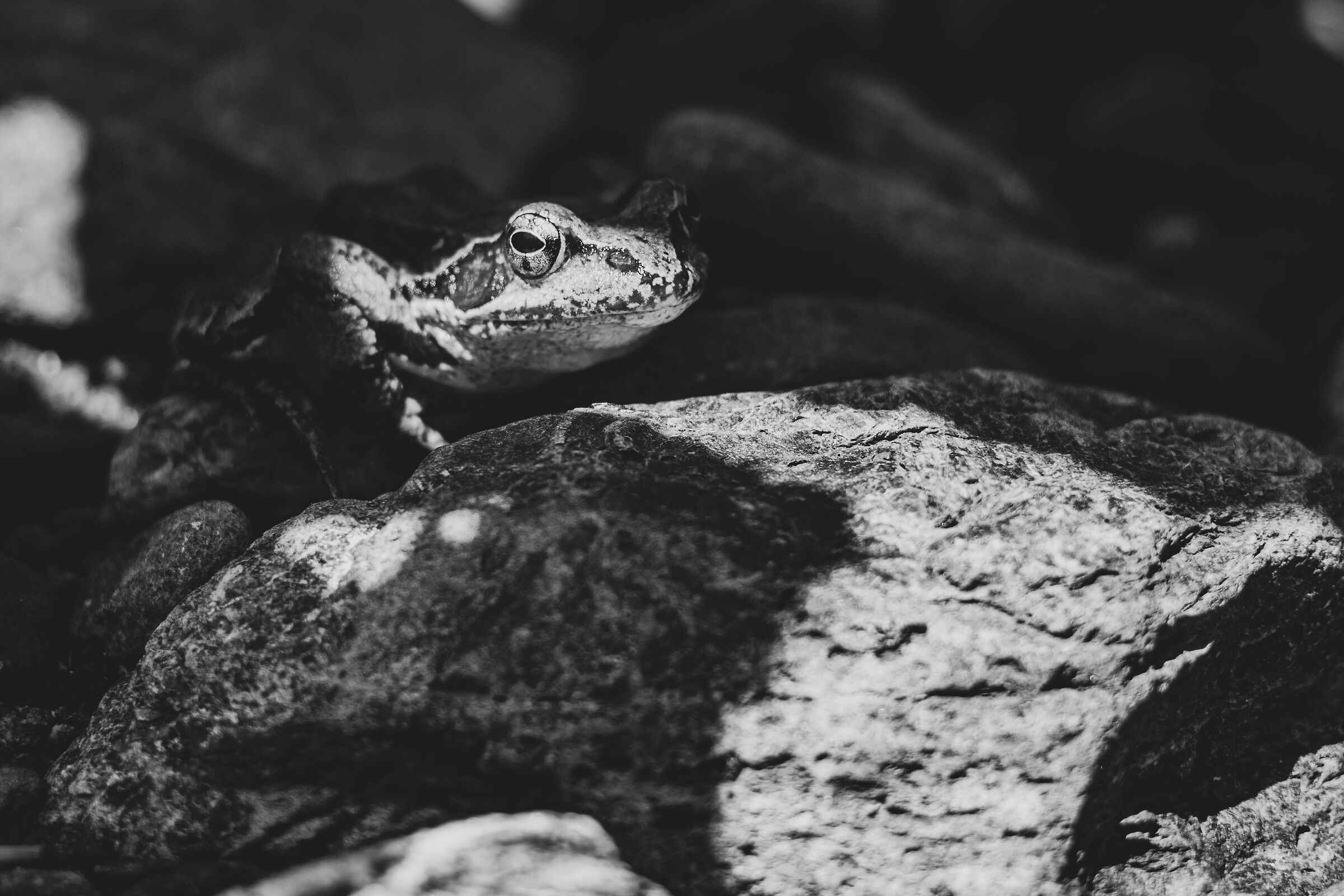 Frog BW