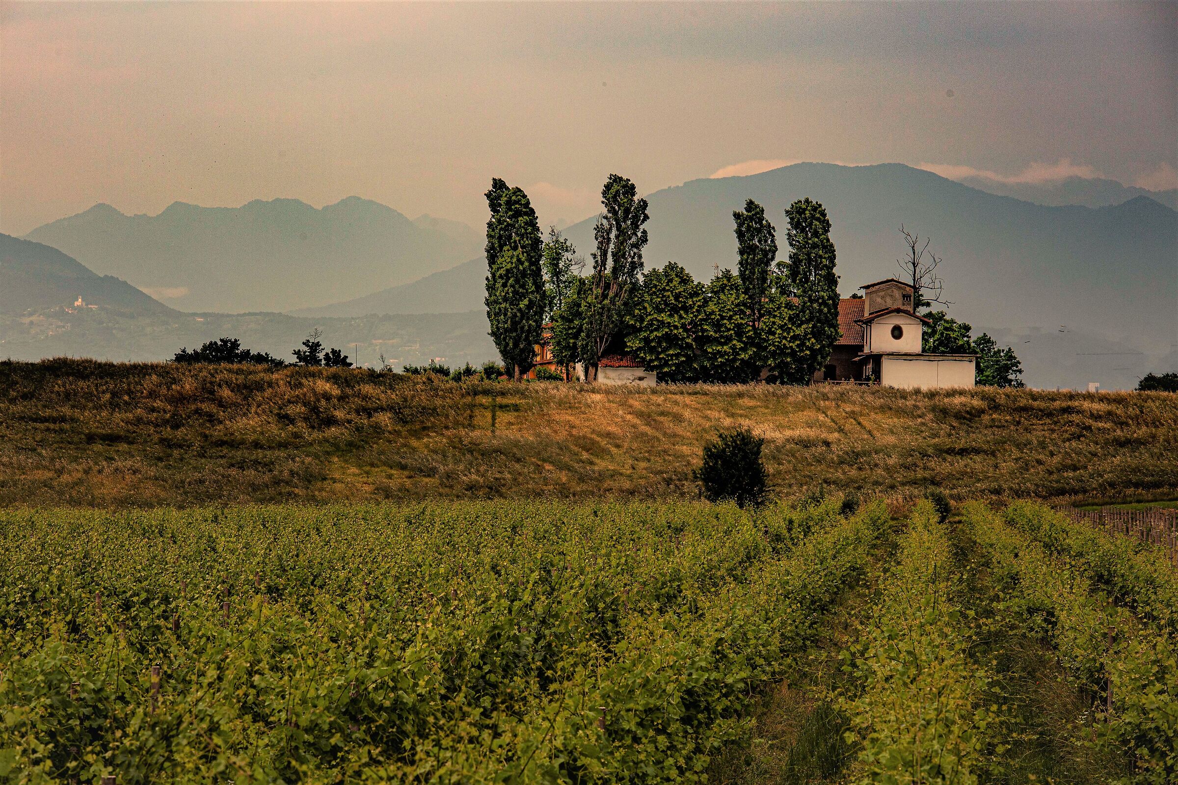 A guardia delle vigne
