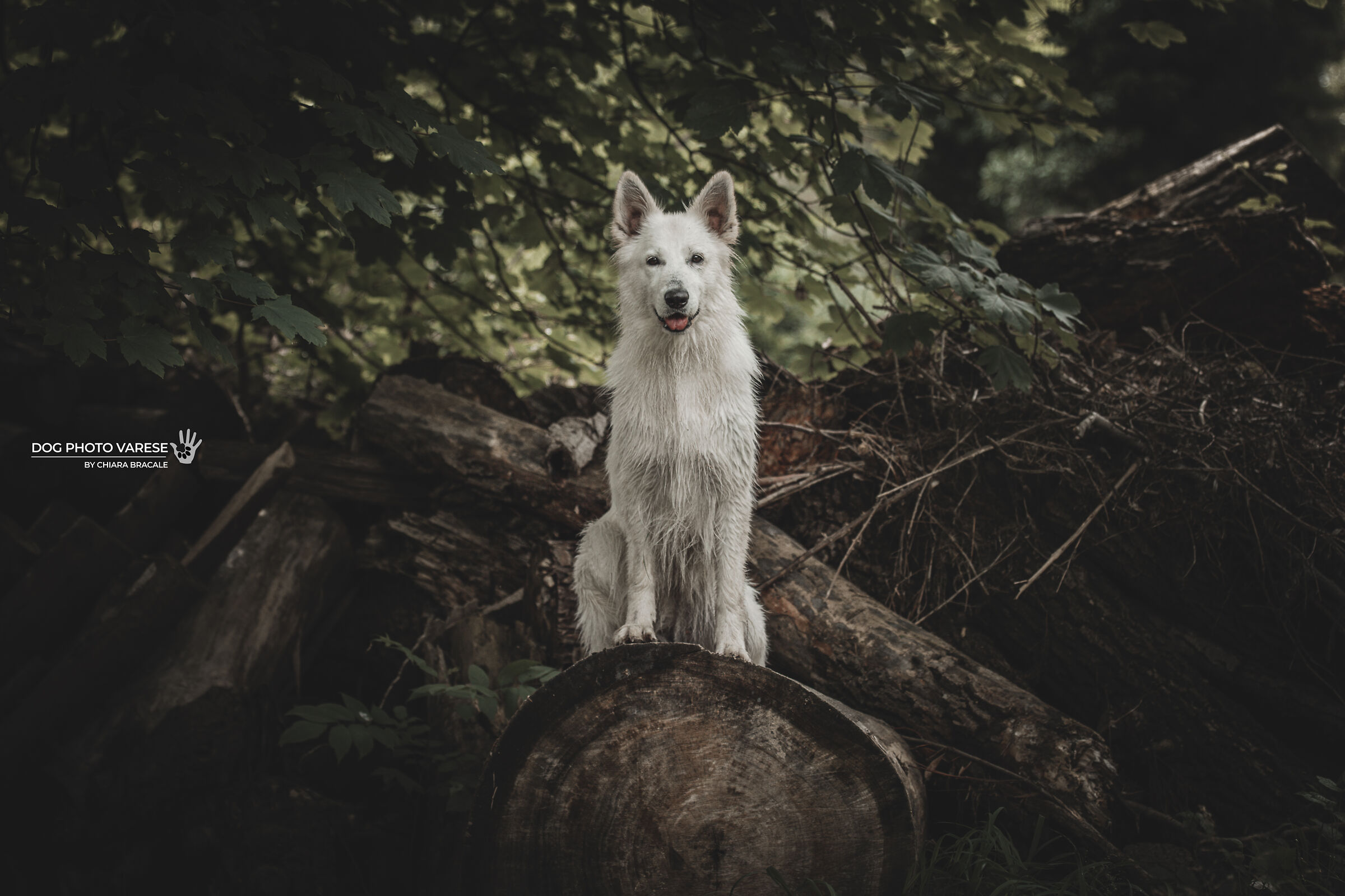 BELLA - The Queen of the Woods