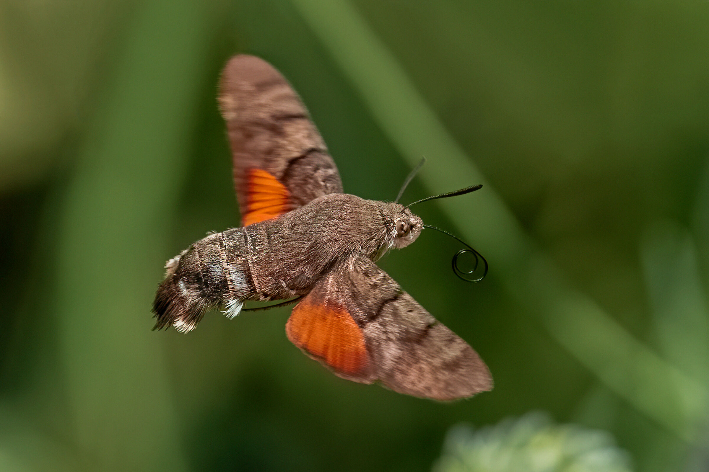 Macroglossum Strallatarum