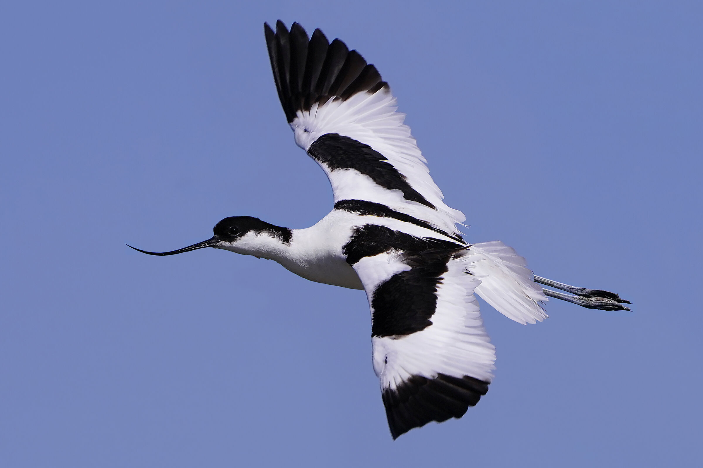 Avocetta