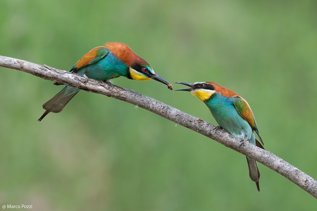 Mating season
