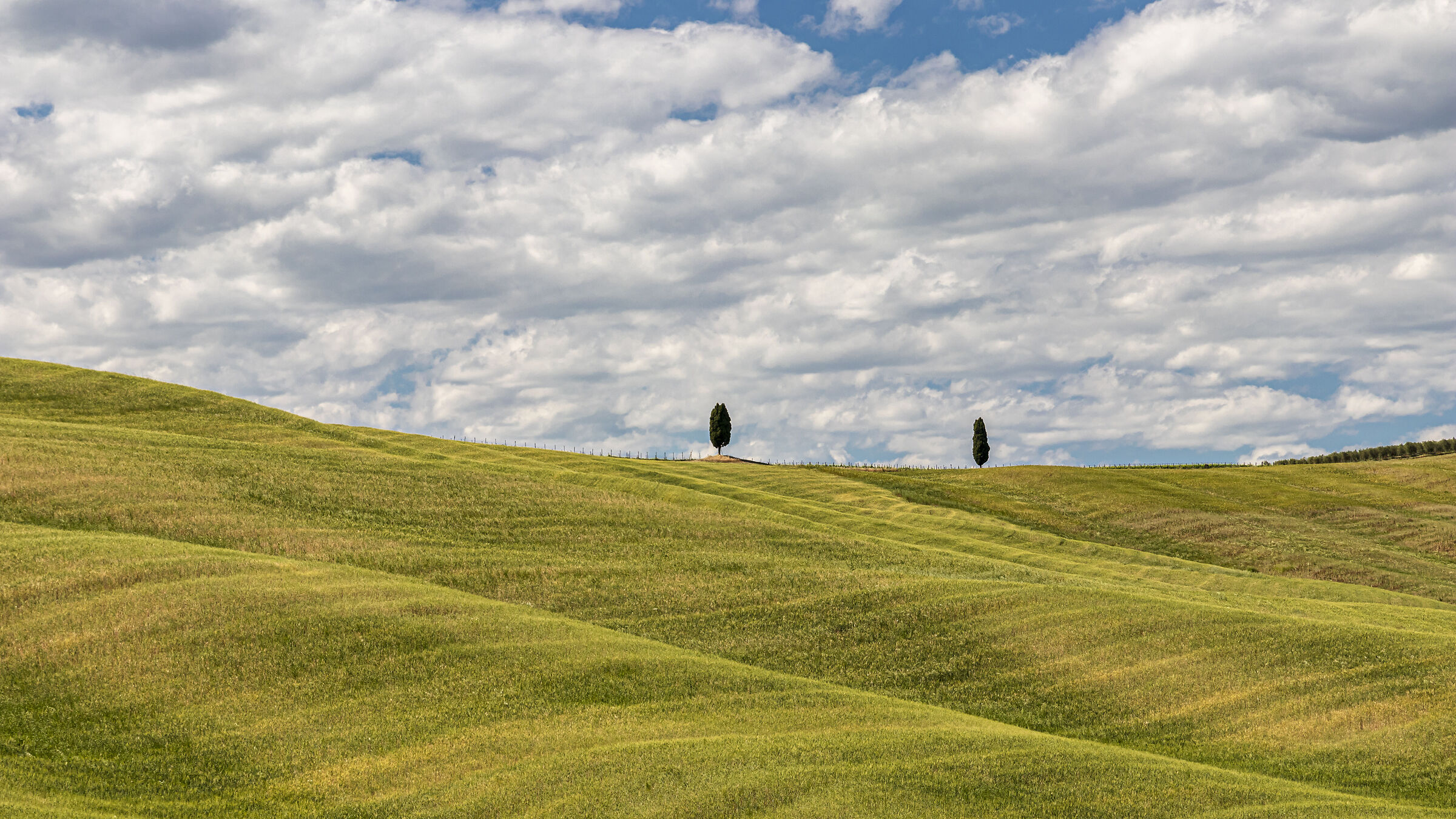 Isolated cypress trees