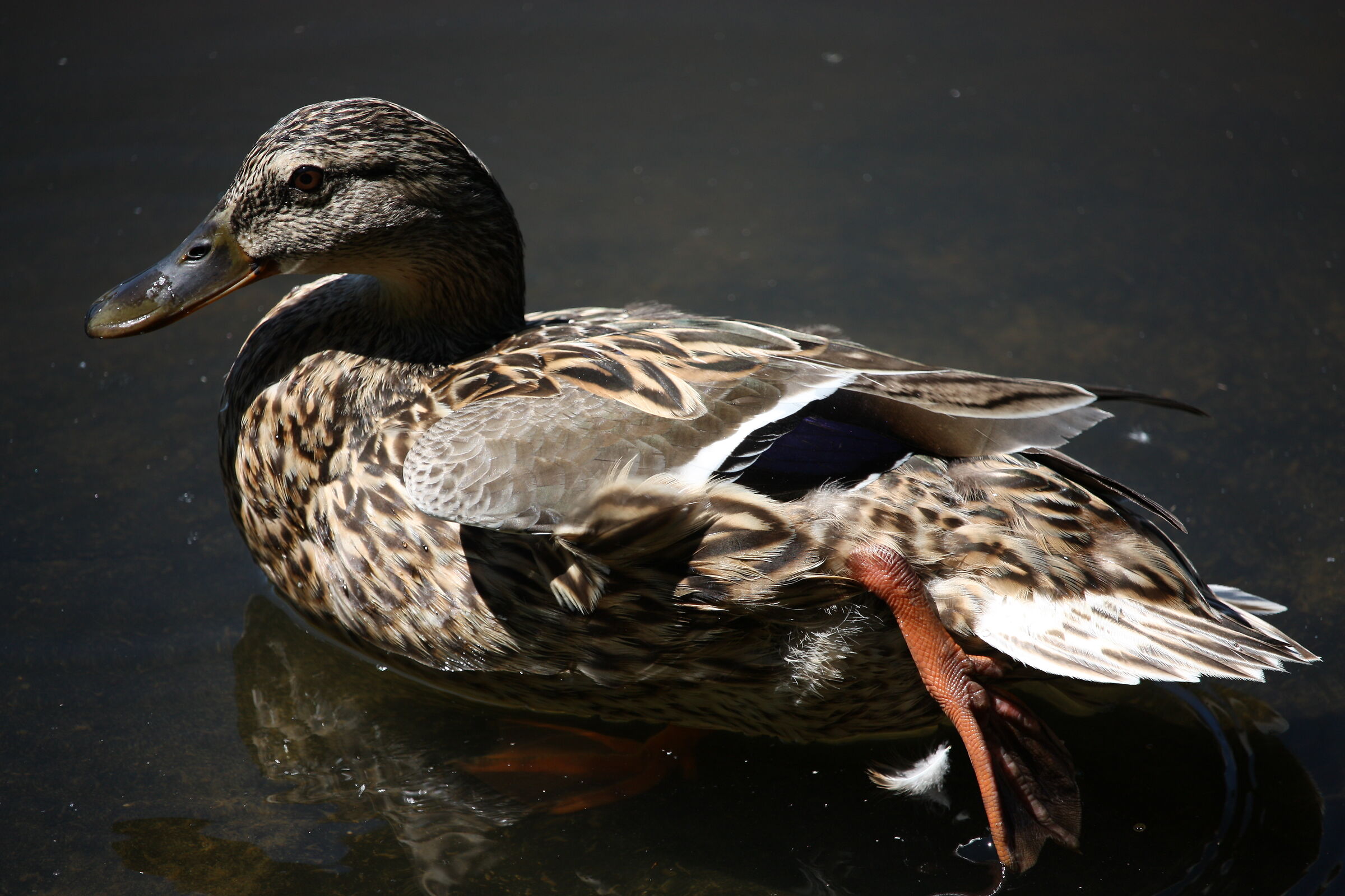 Mallard in Hoge Veluwe National Park