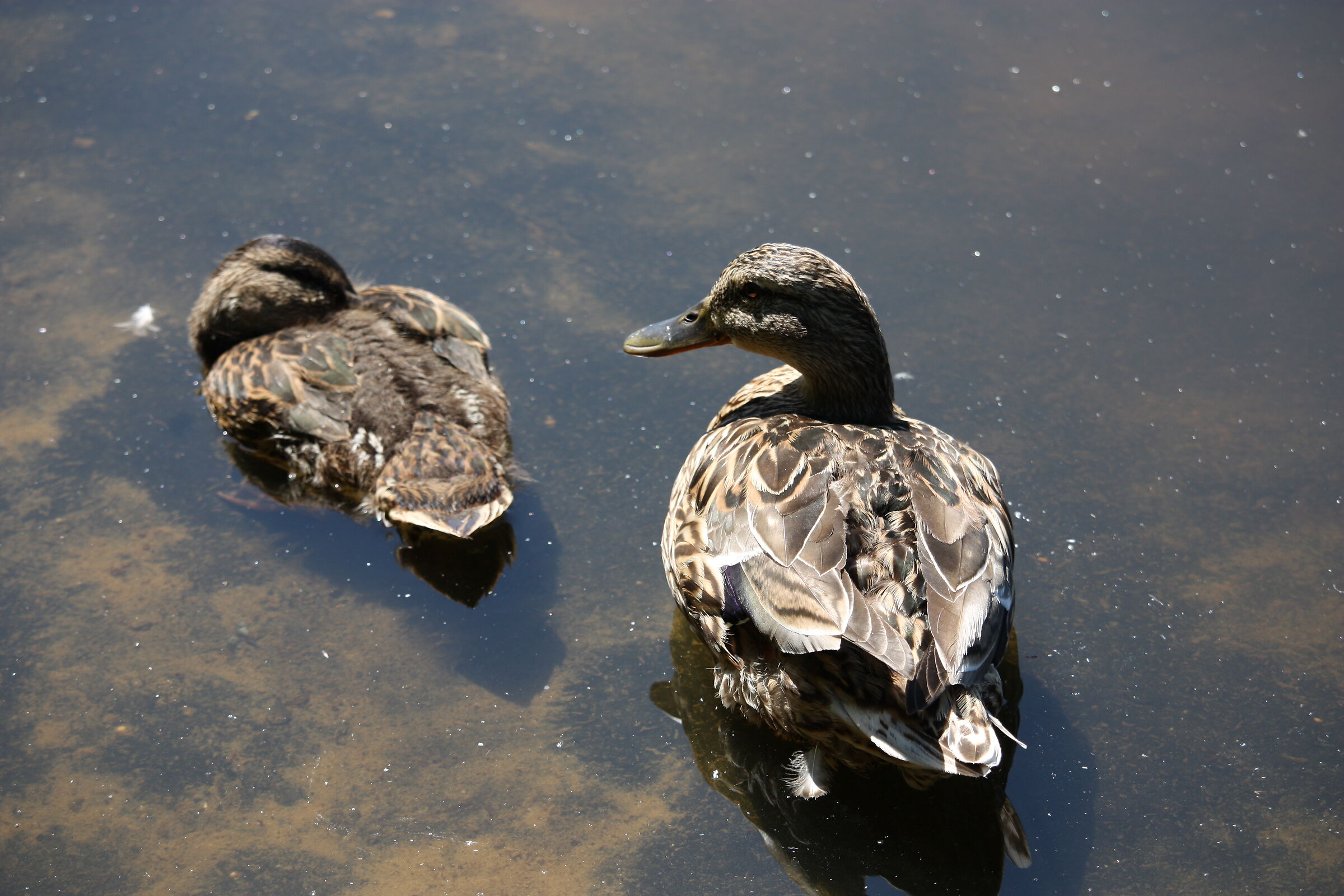 Young and Adult Mallard in Hoge Veluwe National Park