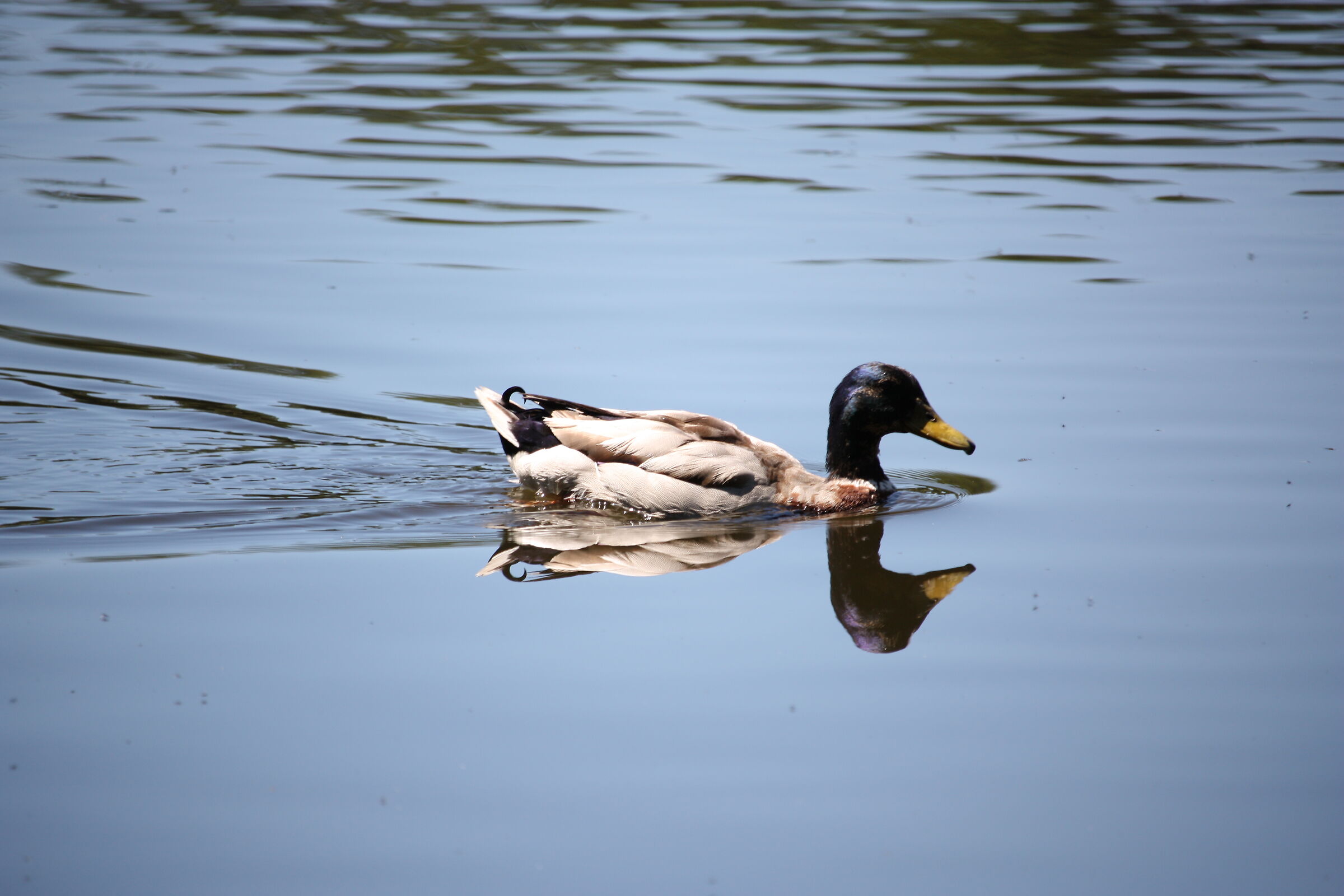Mallard in Hoge Veluwe National Park