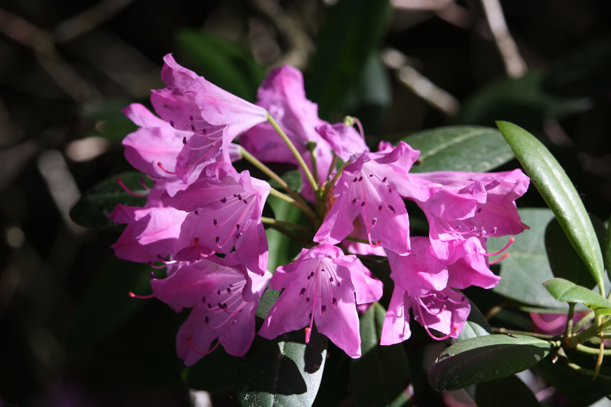 Flowers in Hoge Veluwe National Park