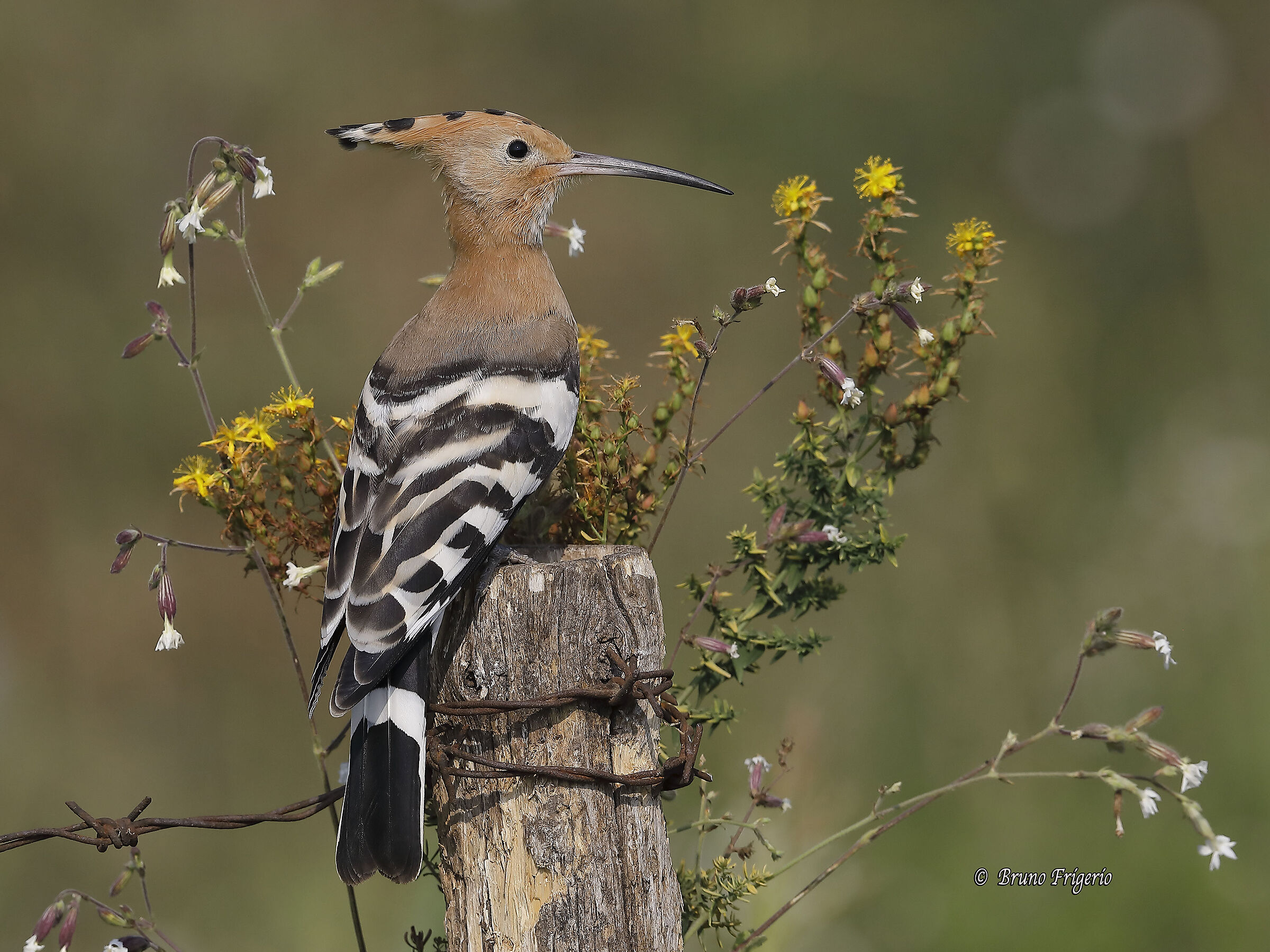 hoopoe