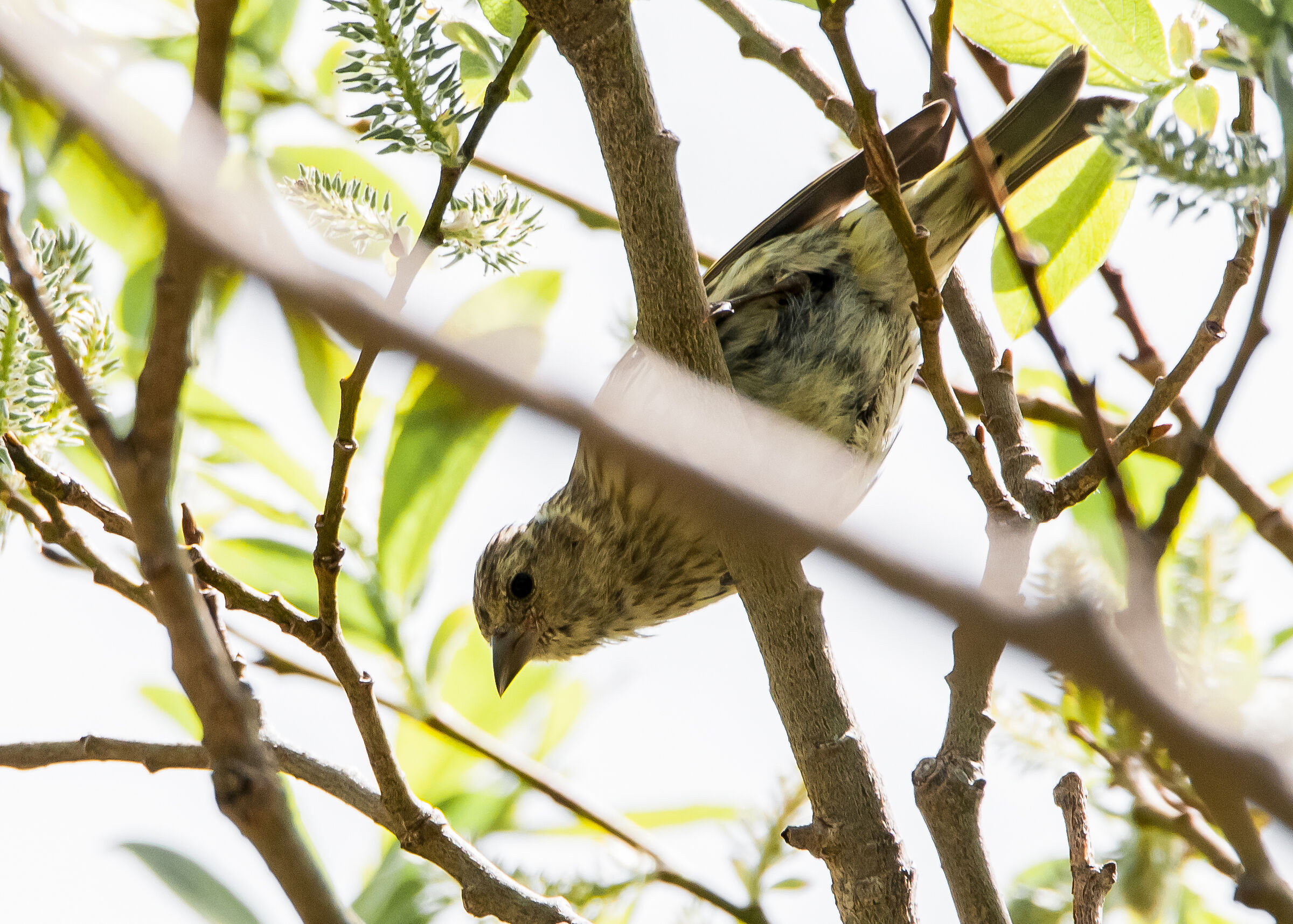 La foto è brutta ma serve solo l'identificazione
