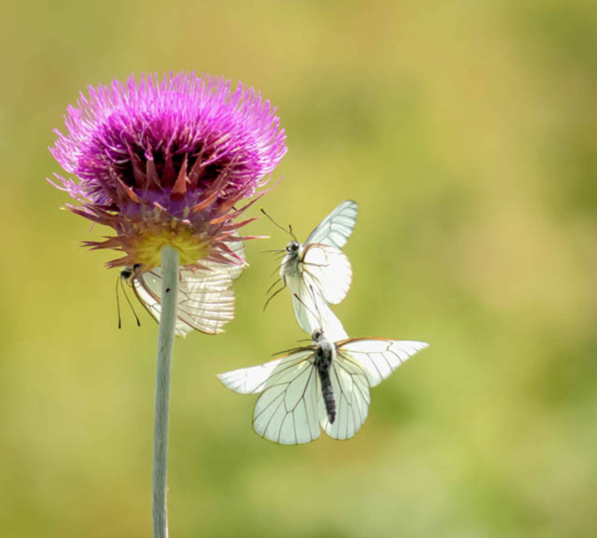 Three aporia crataegi fighting a thistle flower