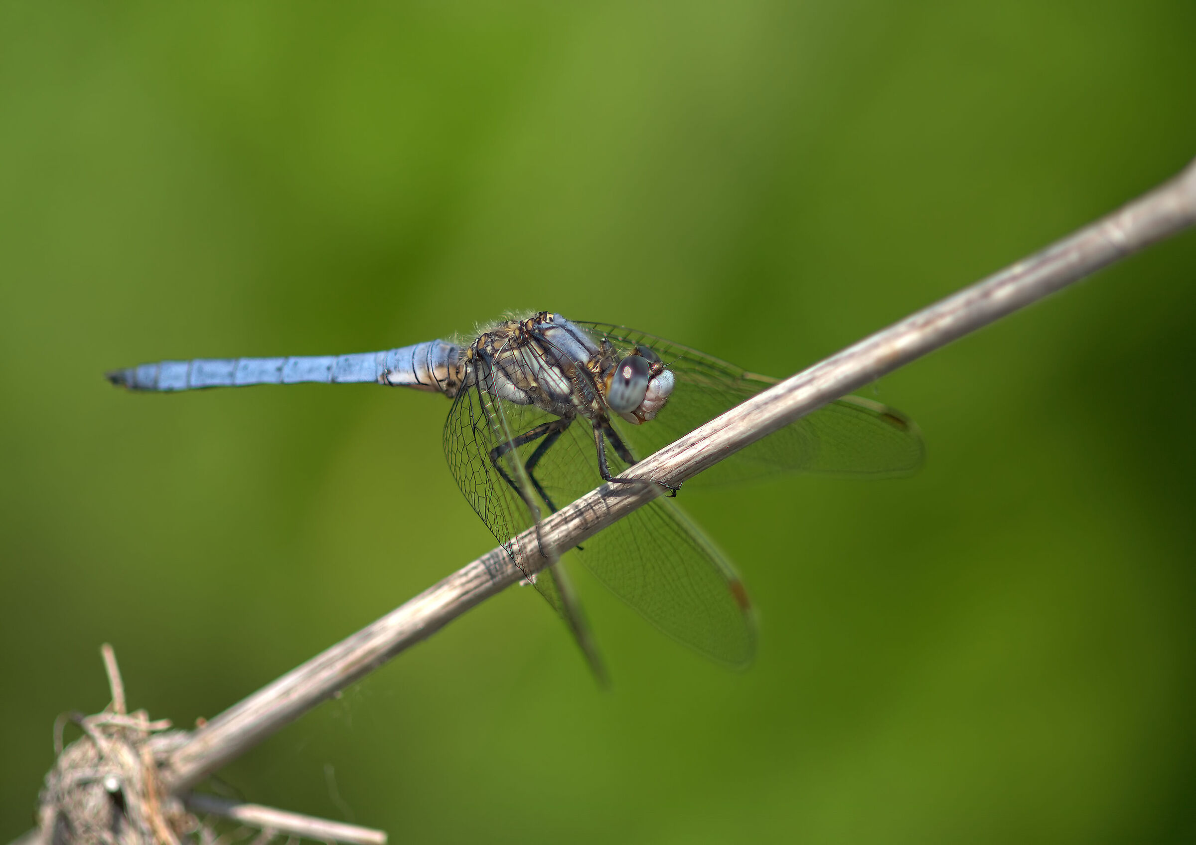 Libellula