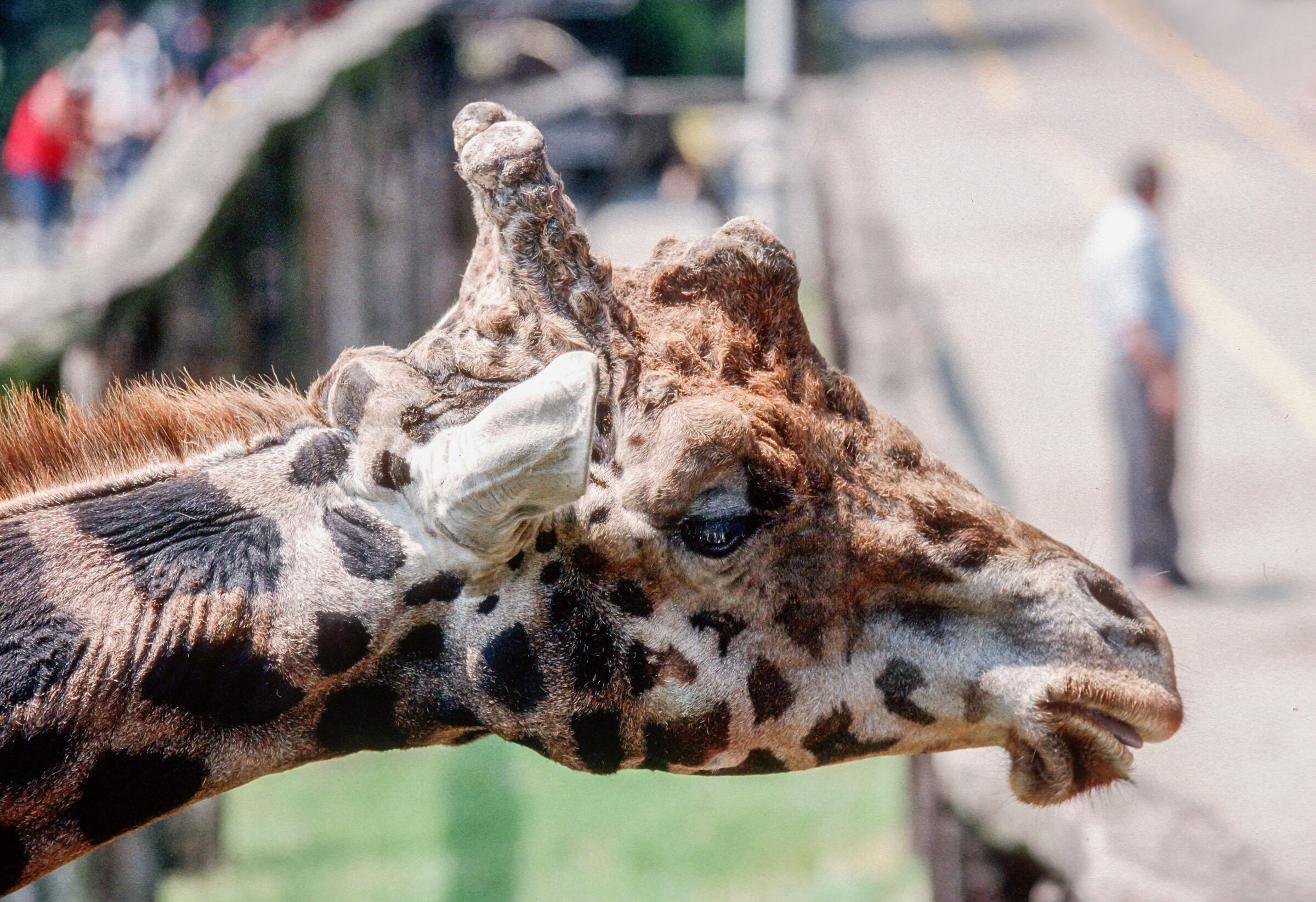 Da Diapositiva Siamo i Watussi