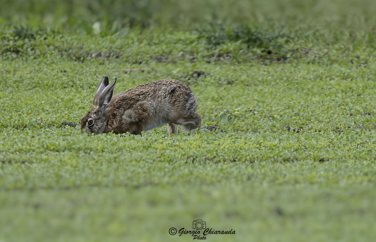 European Hare or Hare (Hare europaeus)