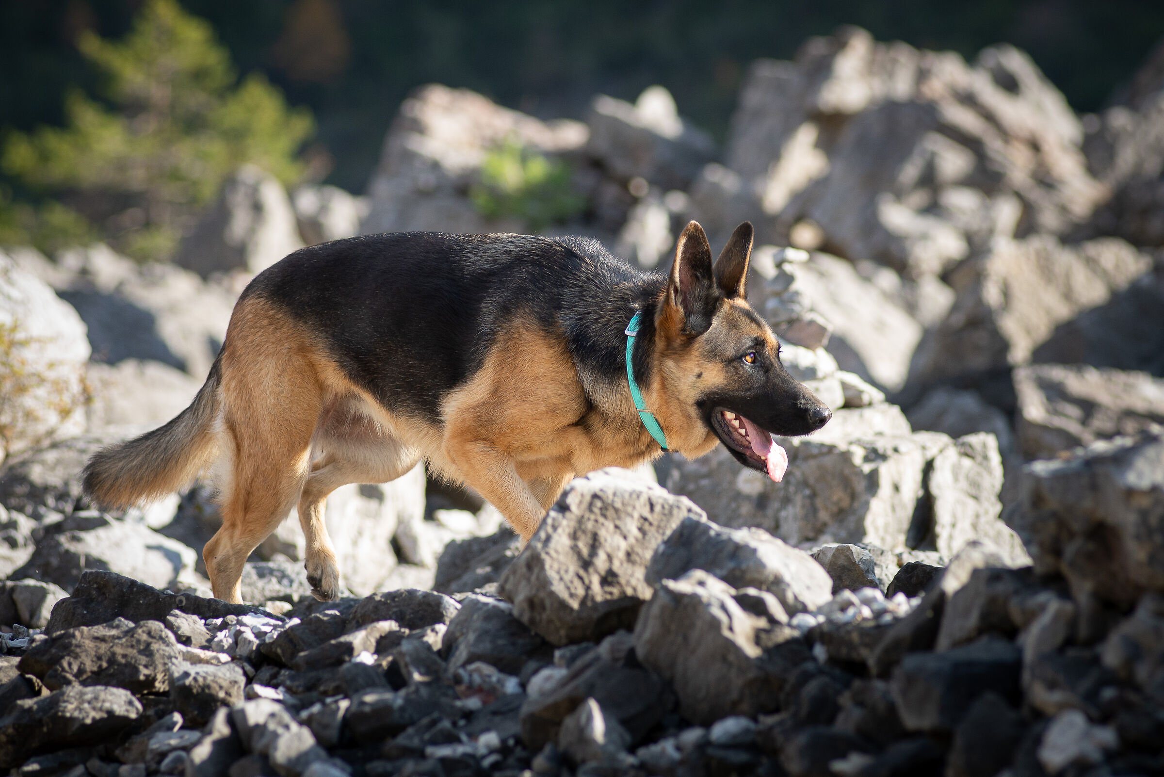 Nose on the ground and lots of curiosity
