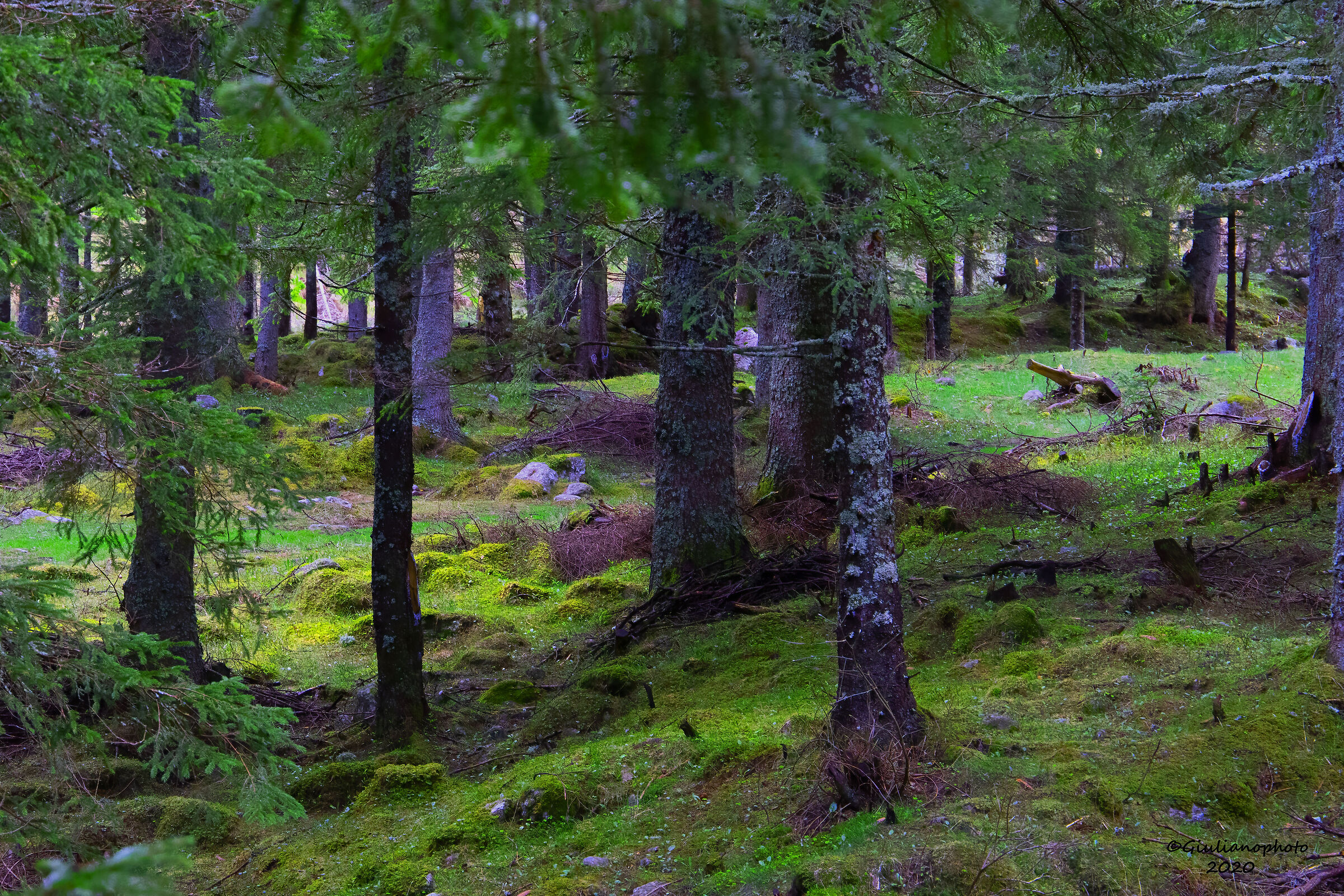 Il bosco incantato
