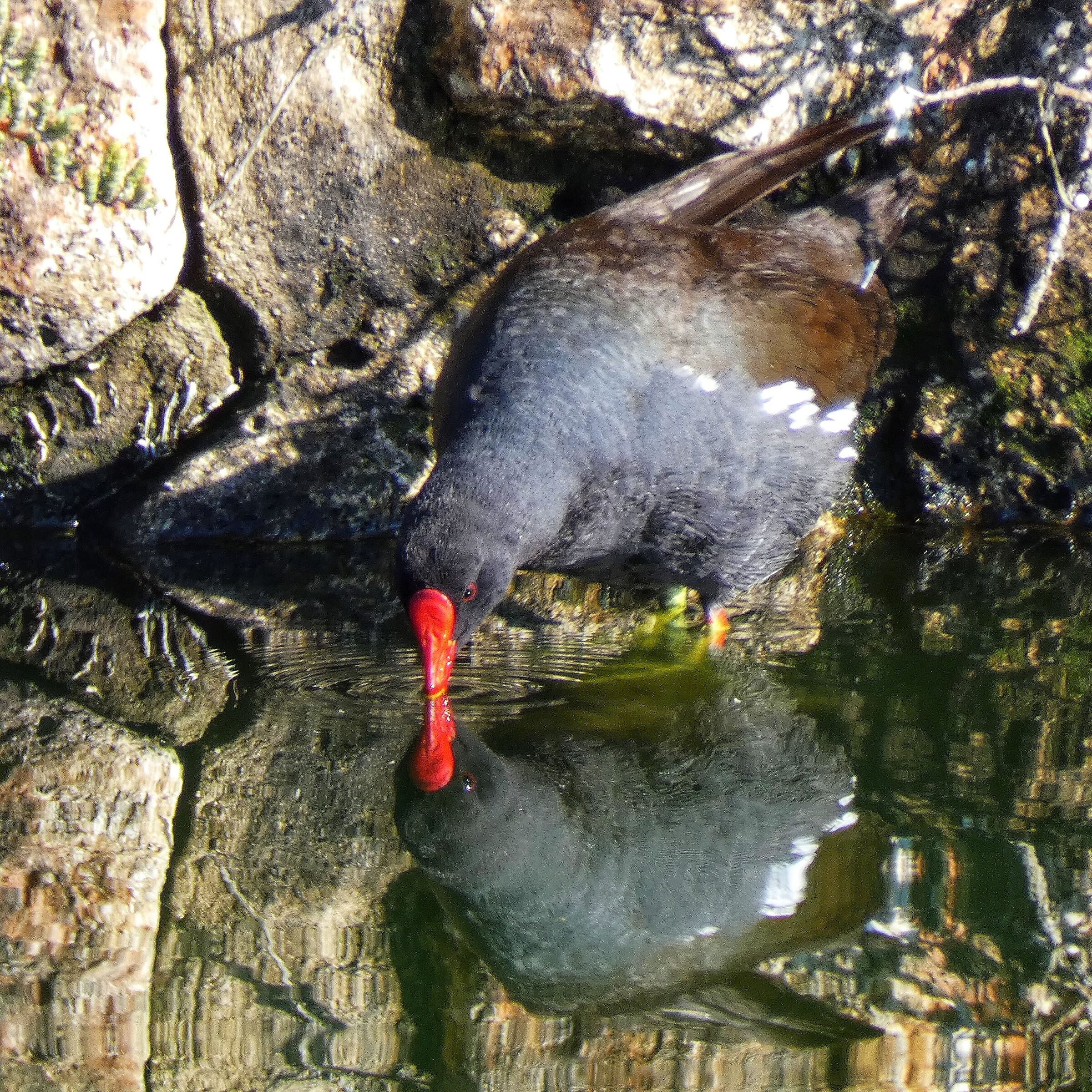 Water gallinule in the mirror.