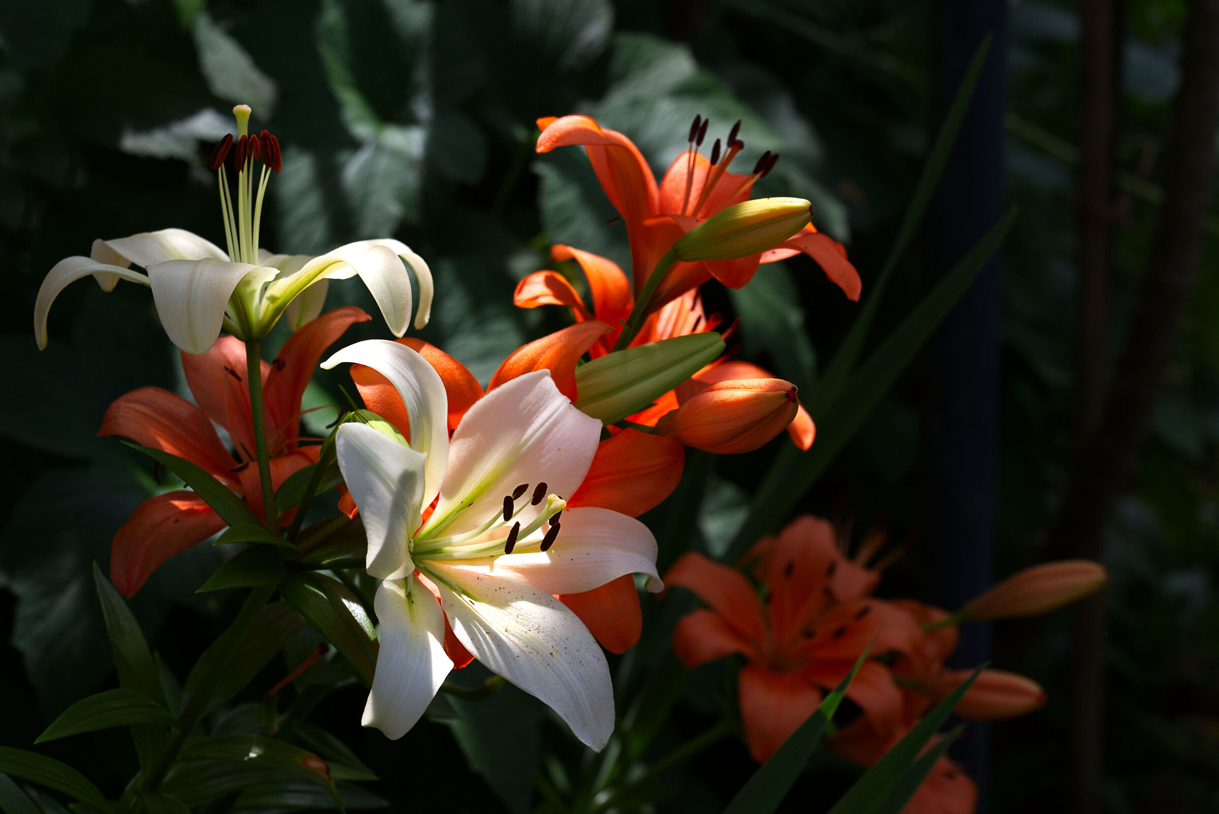 Light games between liliums