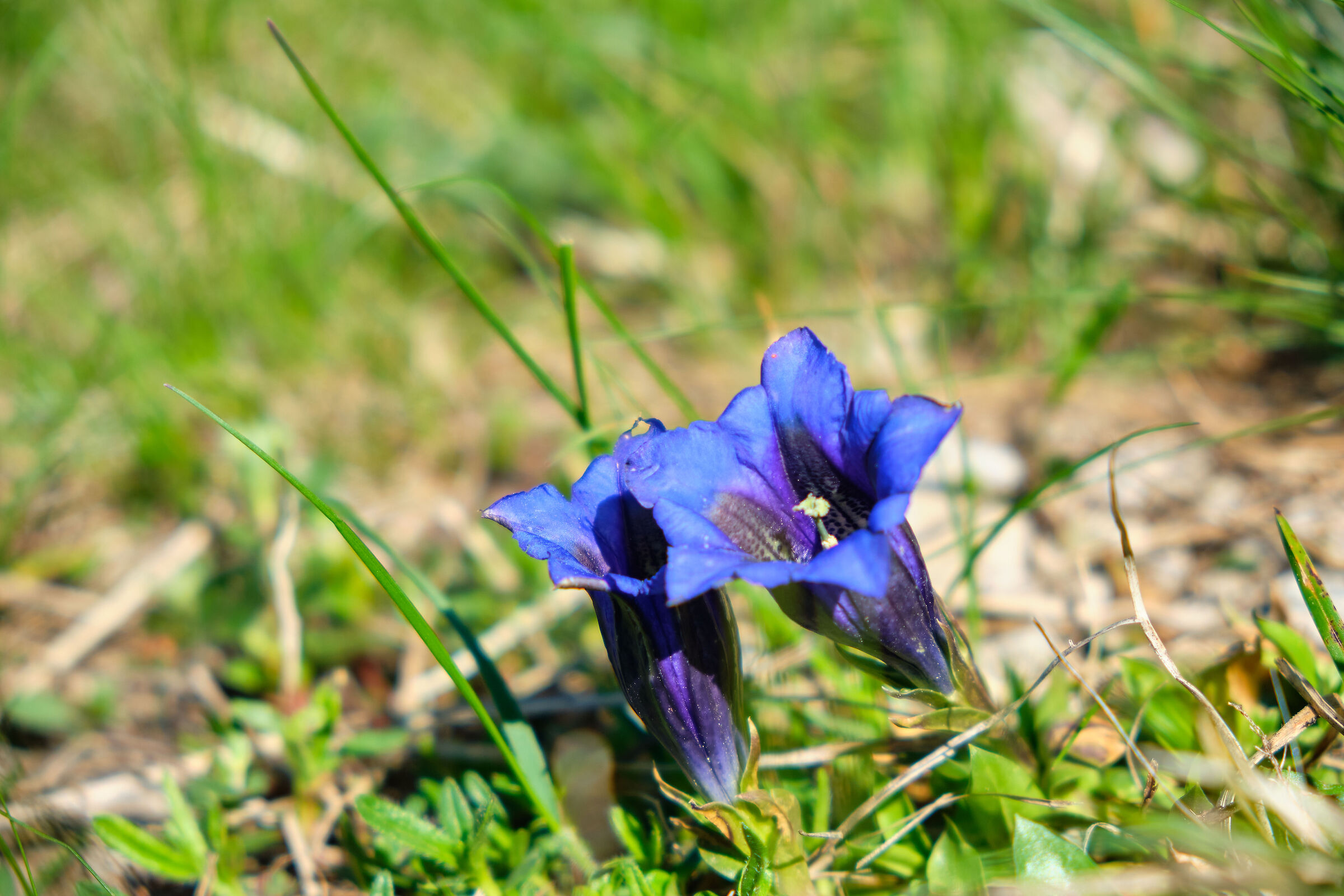 gentian
