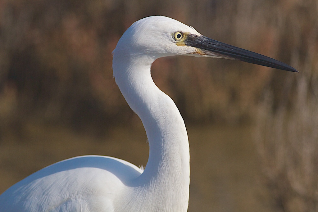 Portrait of a Little Egret