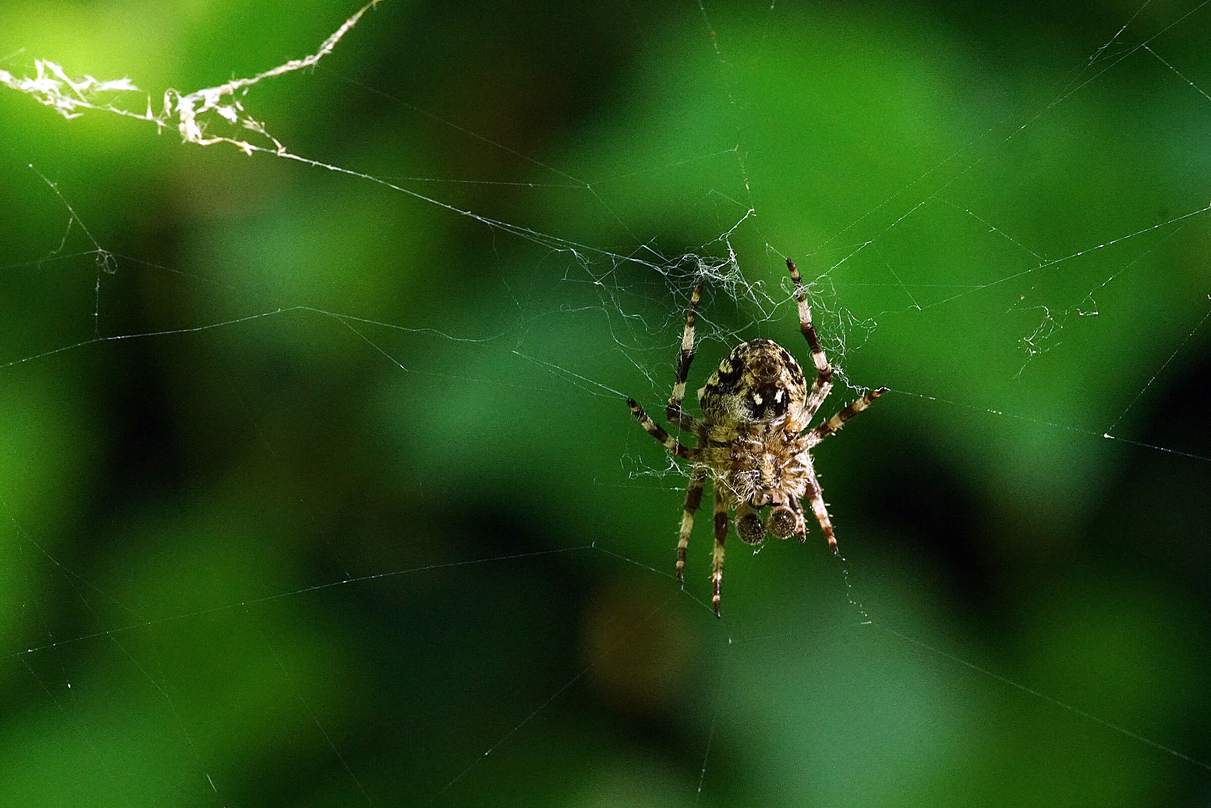 araneidae