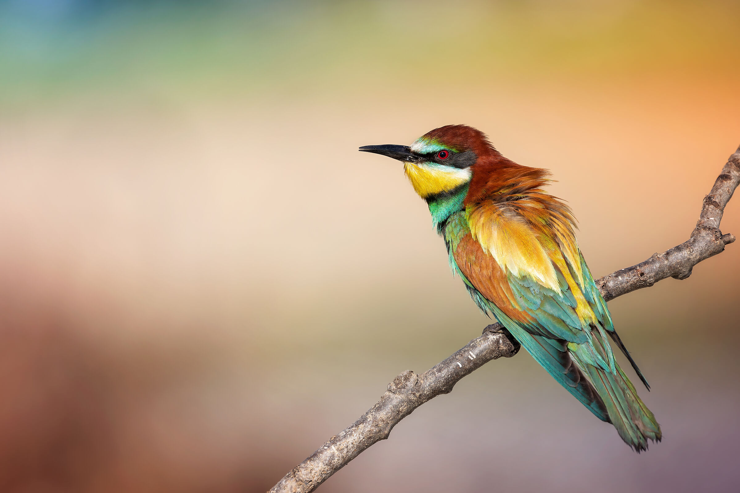 La sobria livrea del Gruccione