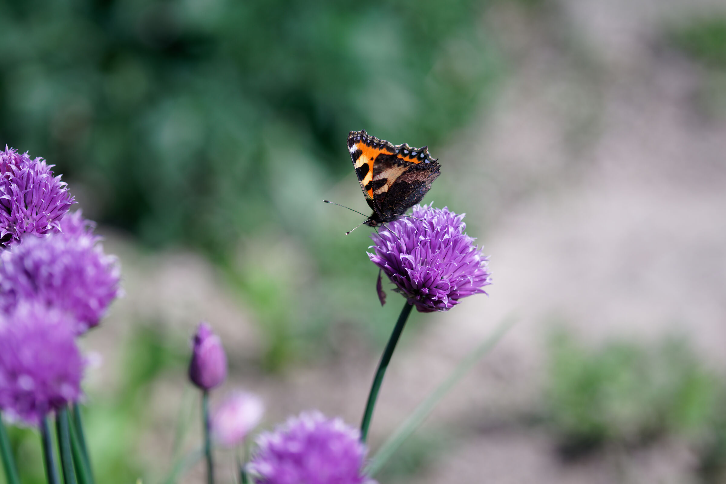 Erba cipollina con farfalla