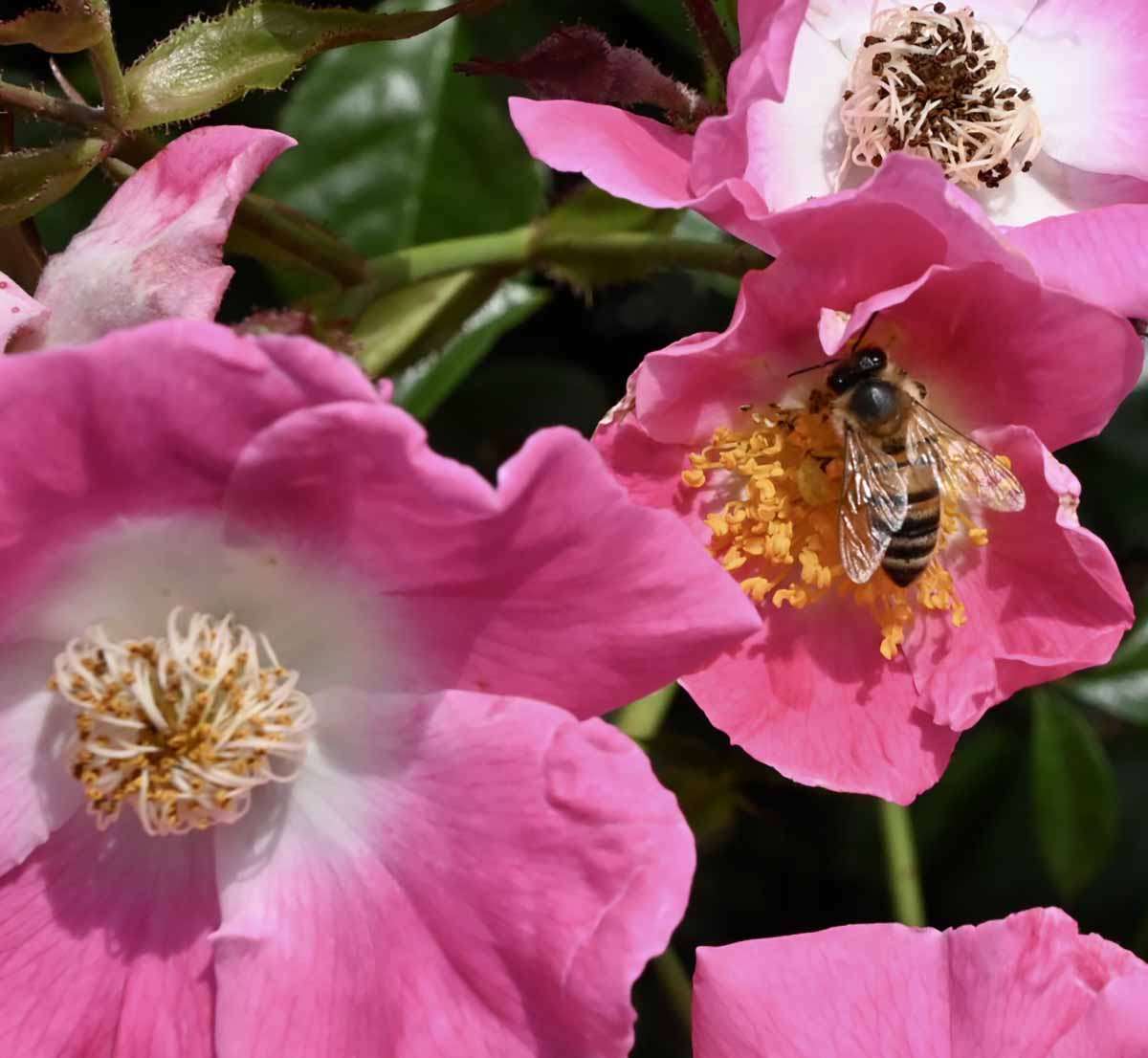 Quando l'APE fa la spesa