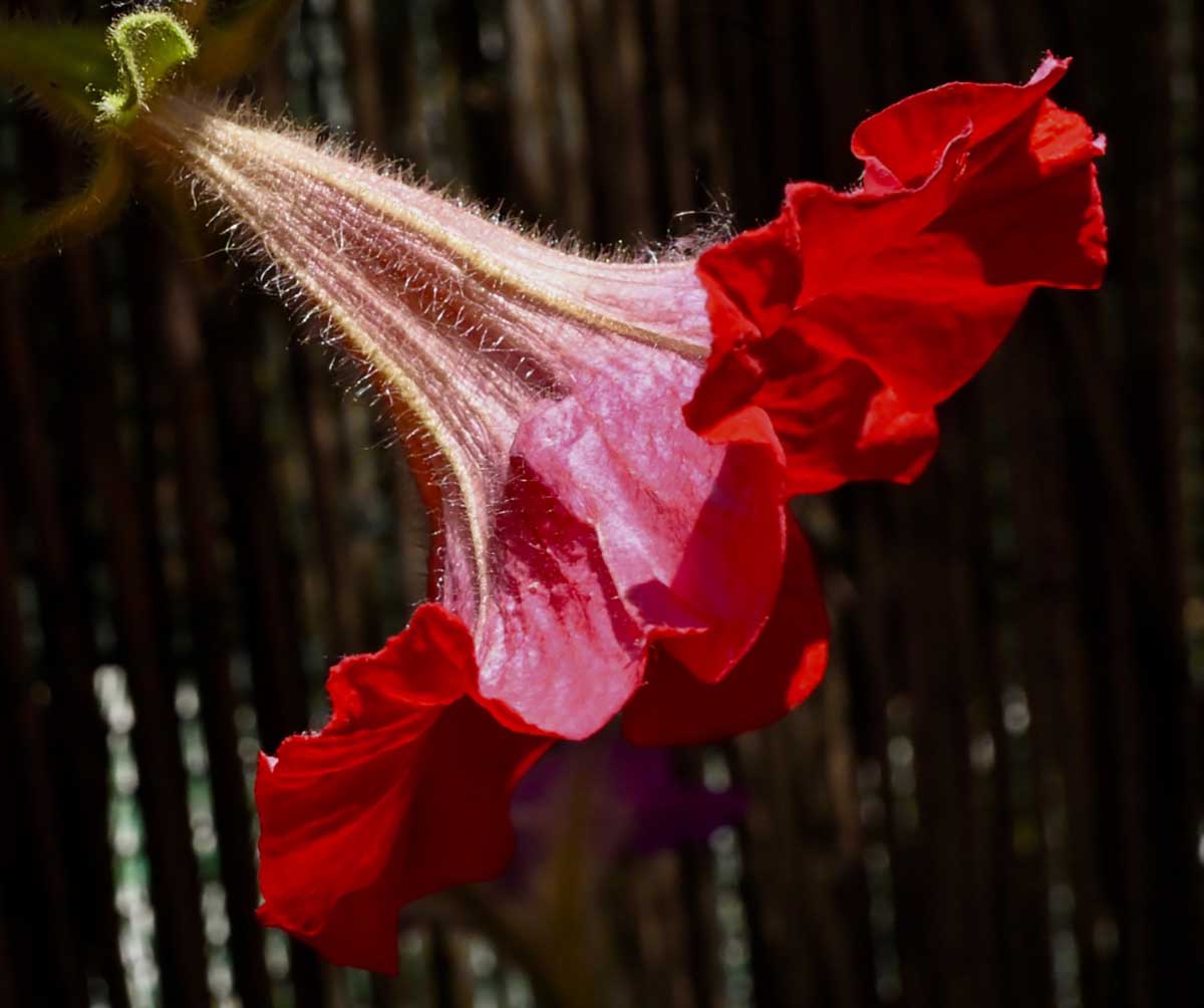 Vestita ..per ballare Flamengo