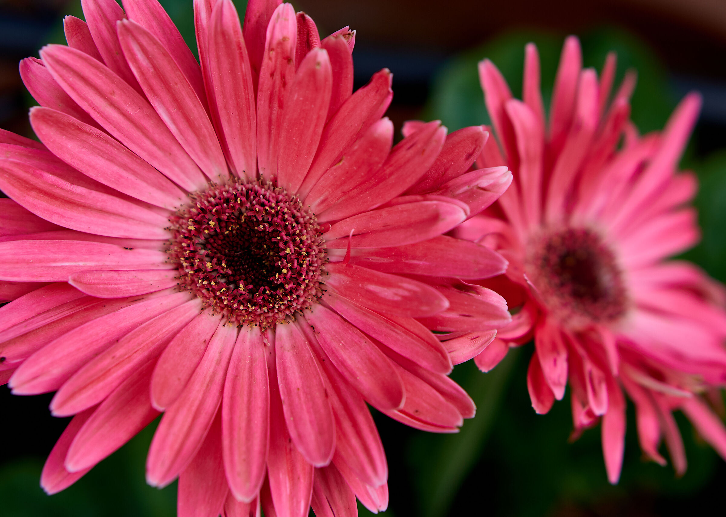 Gerbera jamesonii