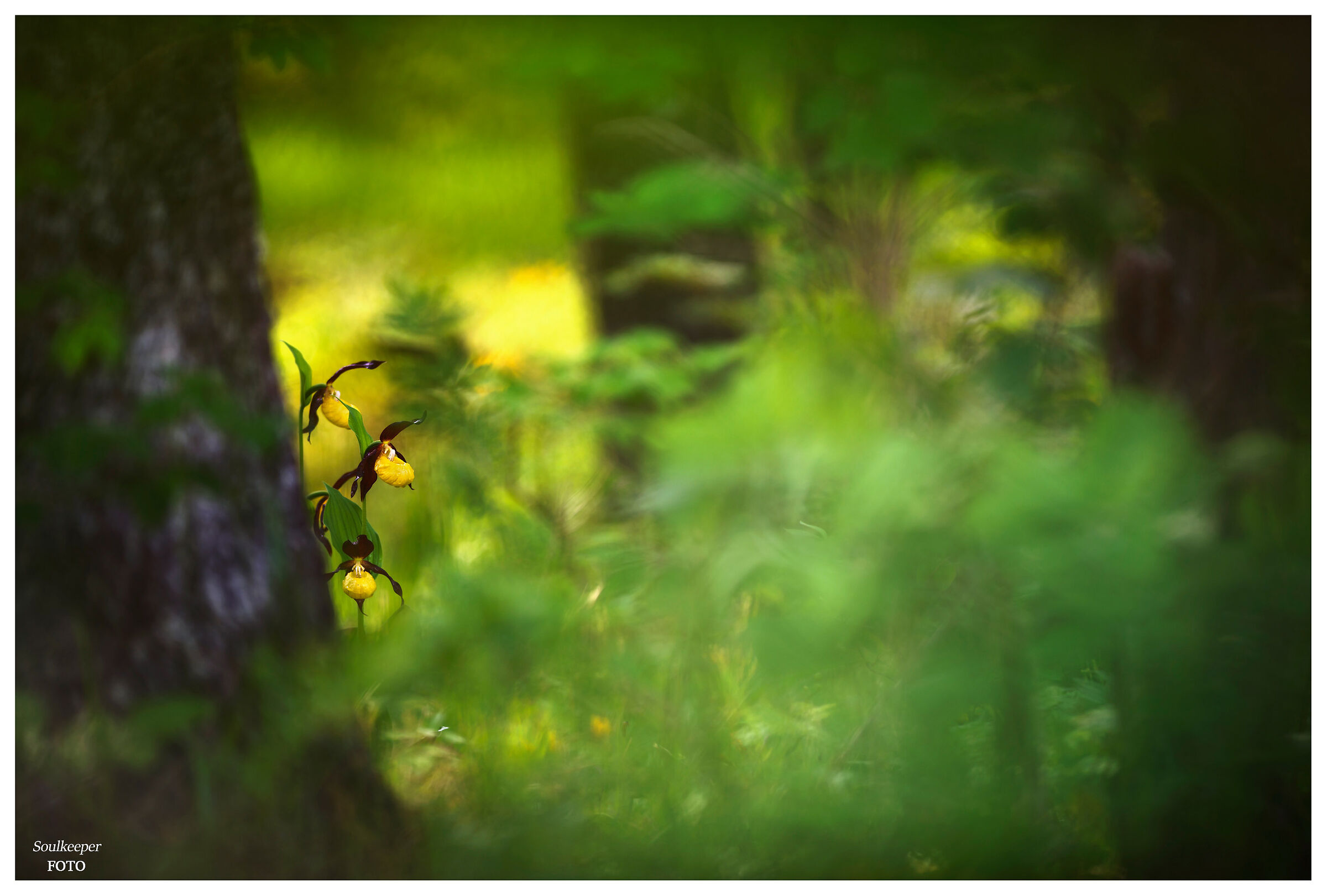 I folletti del bosco. Foresta di Tarvisio.