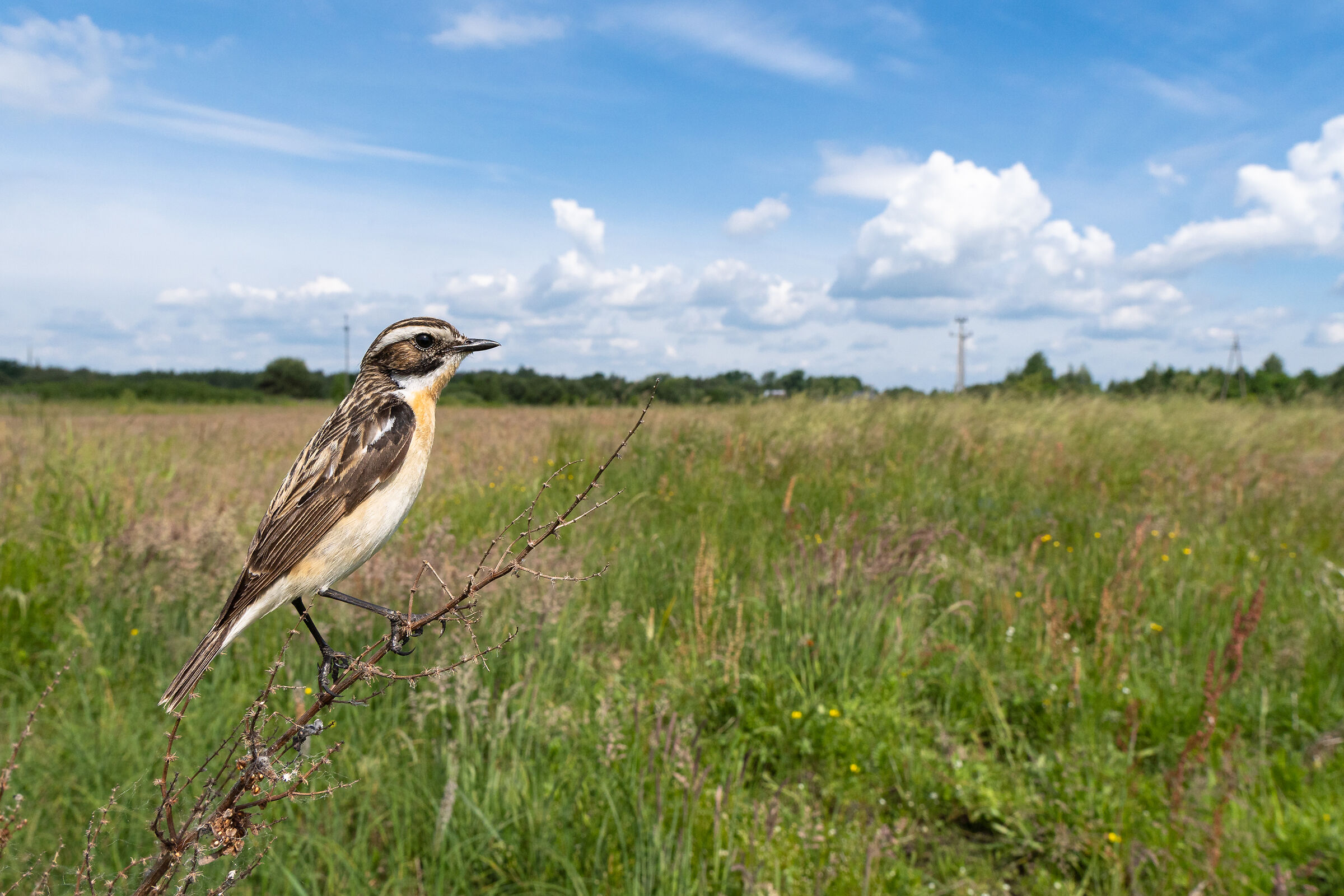 Whinchat (Saxicola rubetra)
