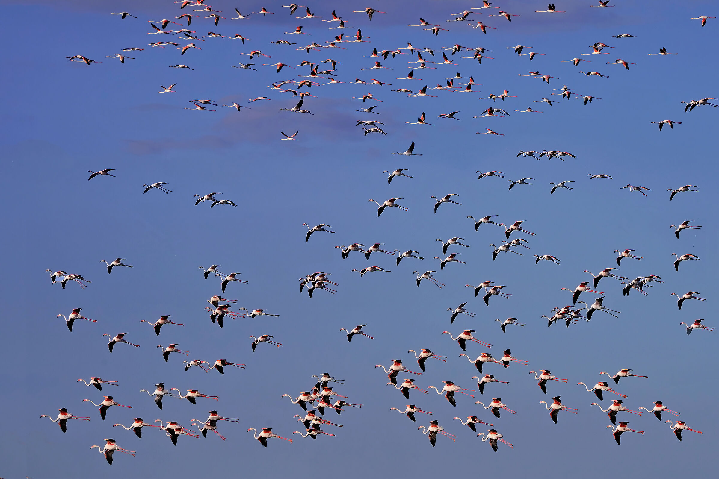 Flamingos at sunset