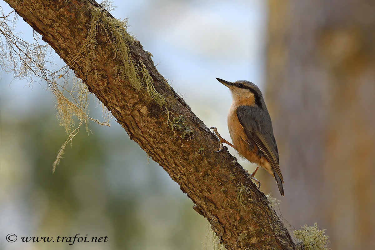 wood nuthatch