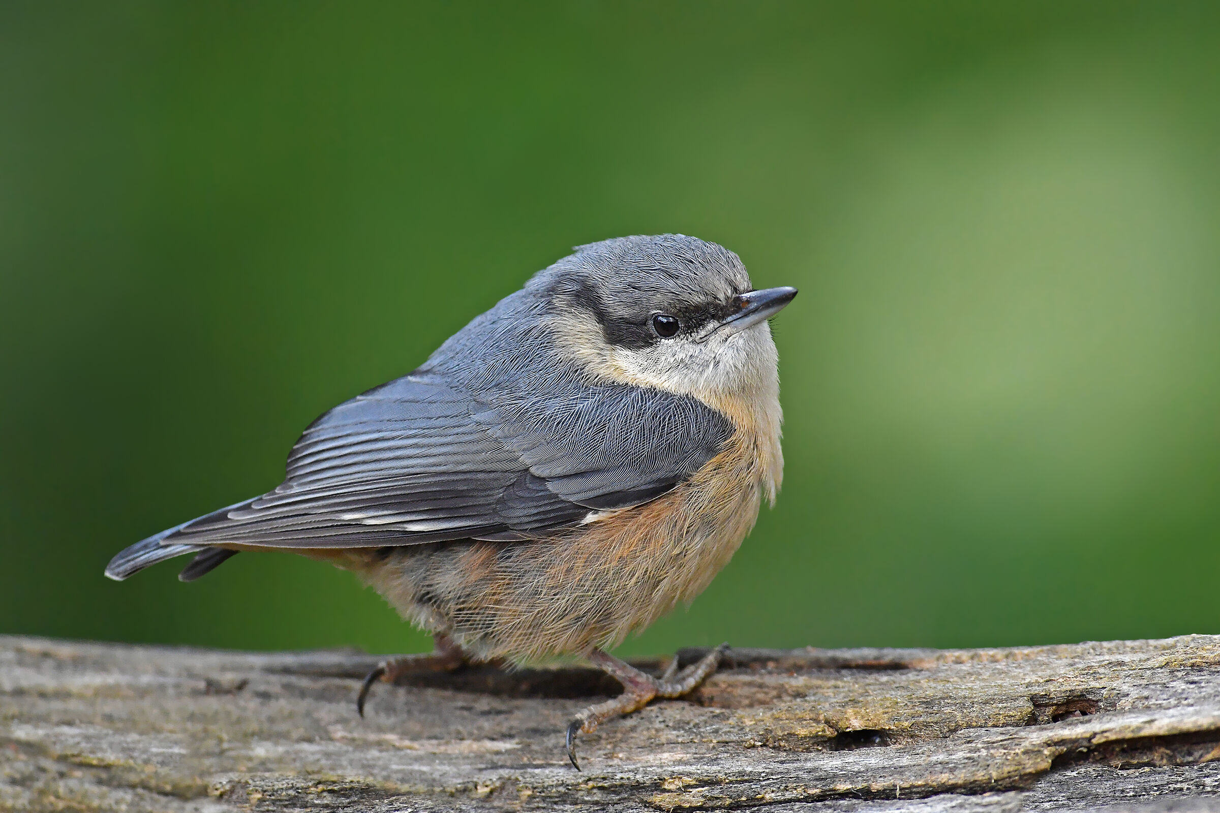 Feather Stories ( Mason Woodpecker J )