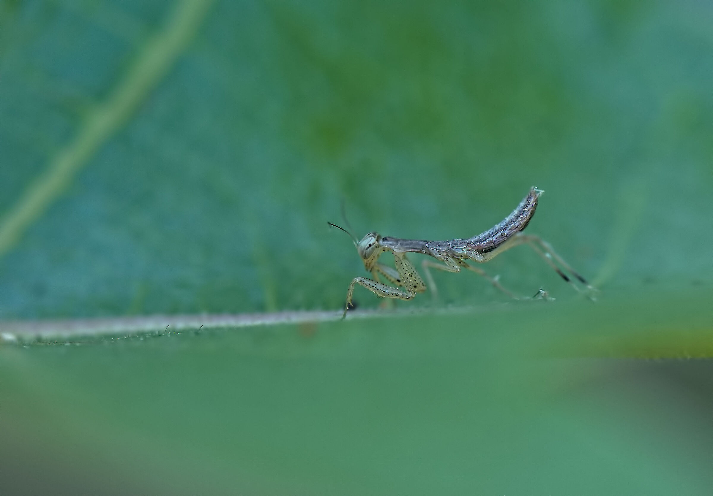 Newborn Praying Mantis