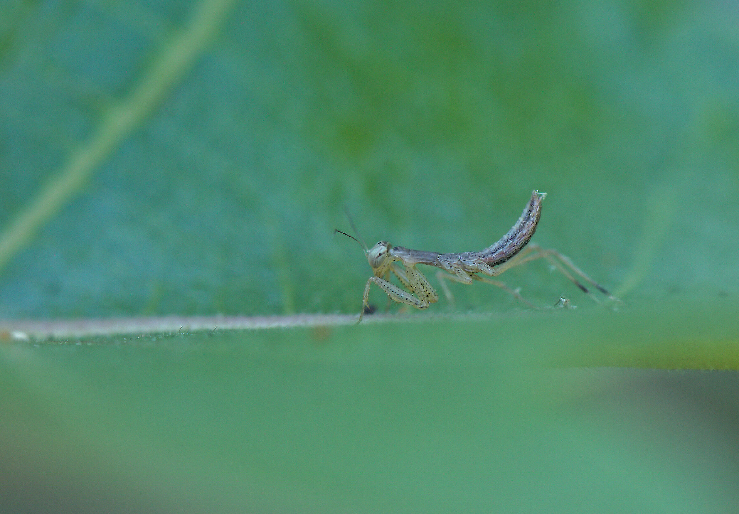 Newborn Praying Mantis