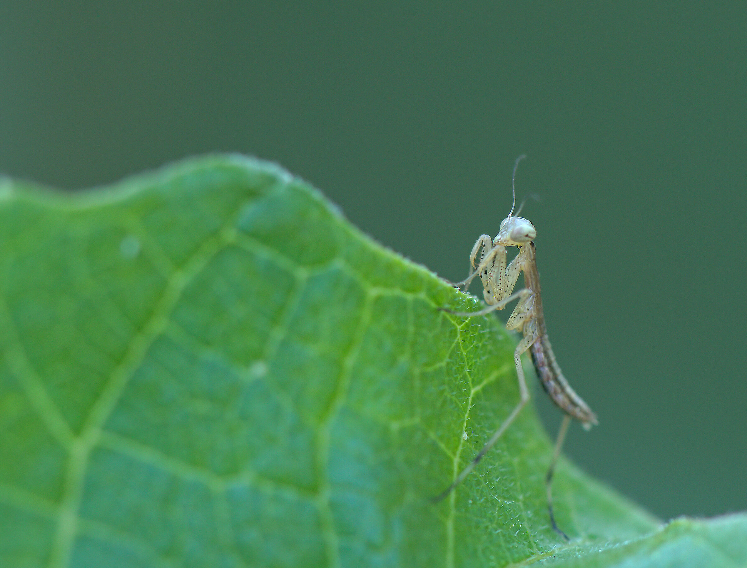 Newborn Praying Mantis