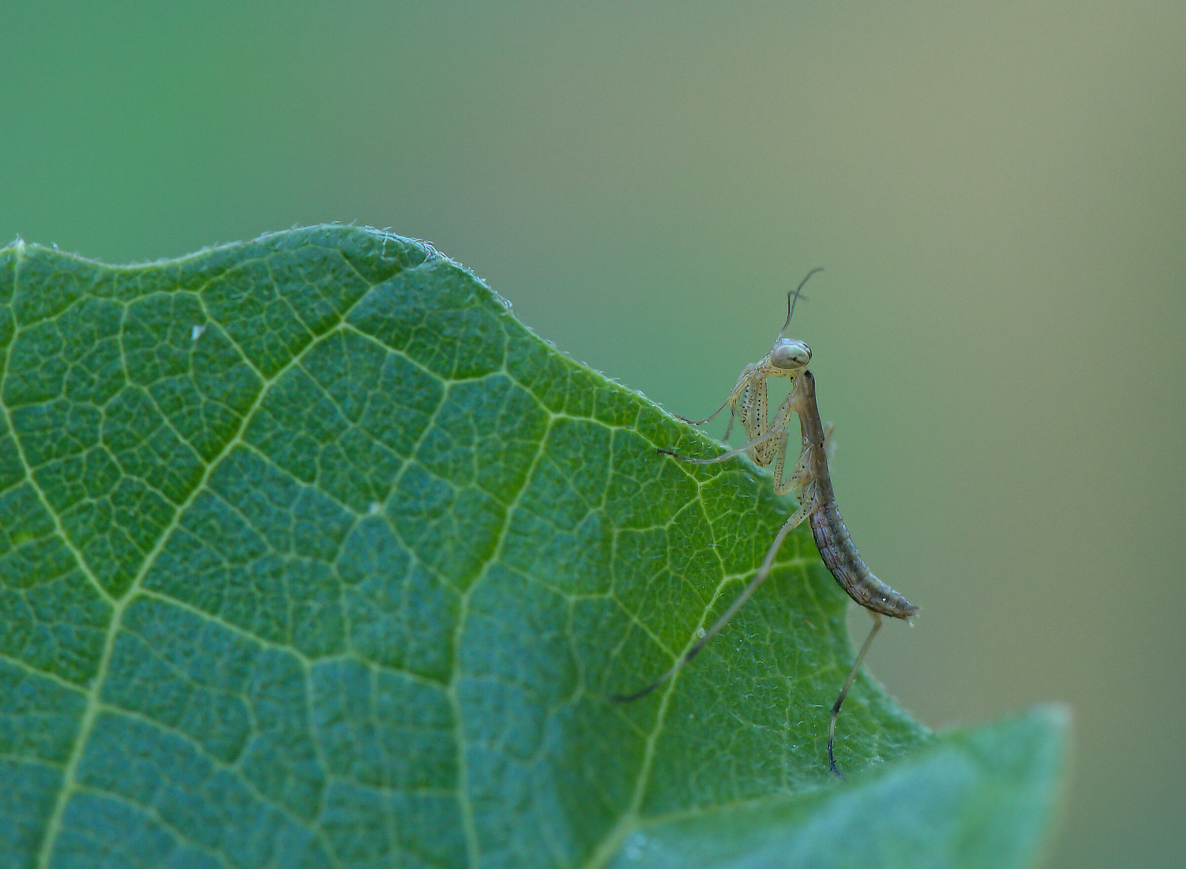 Newborn Praying Mantis