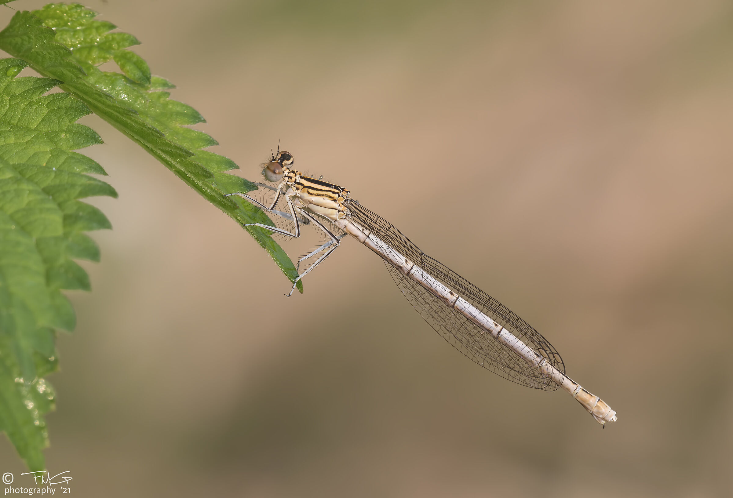 Platycnemis pennipes