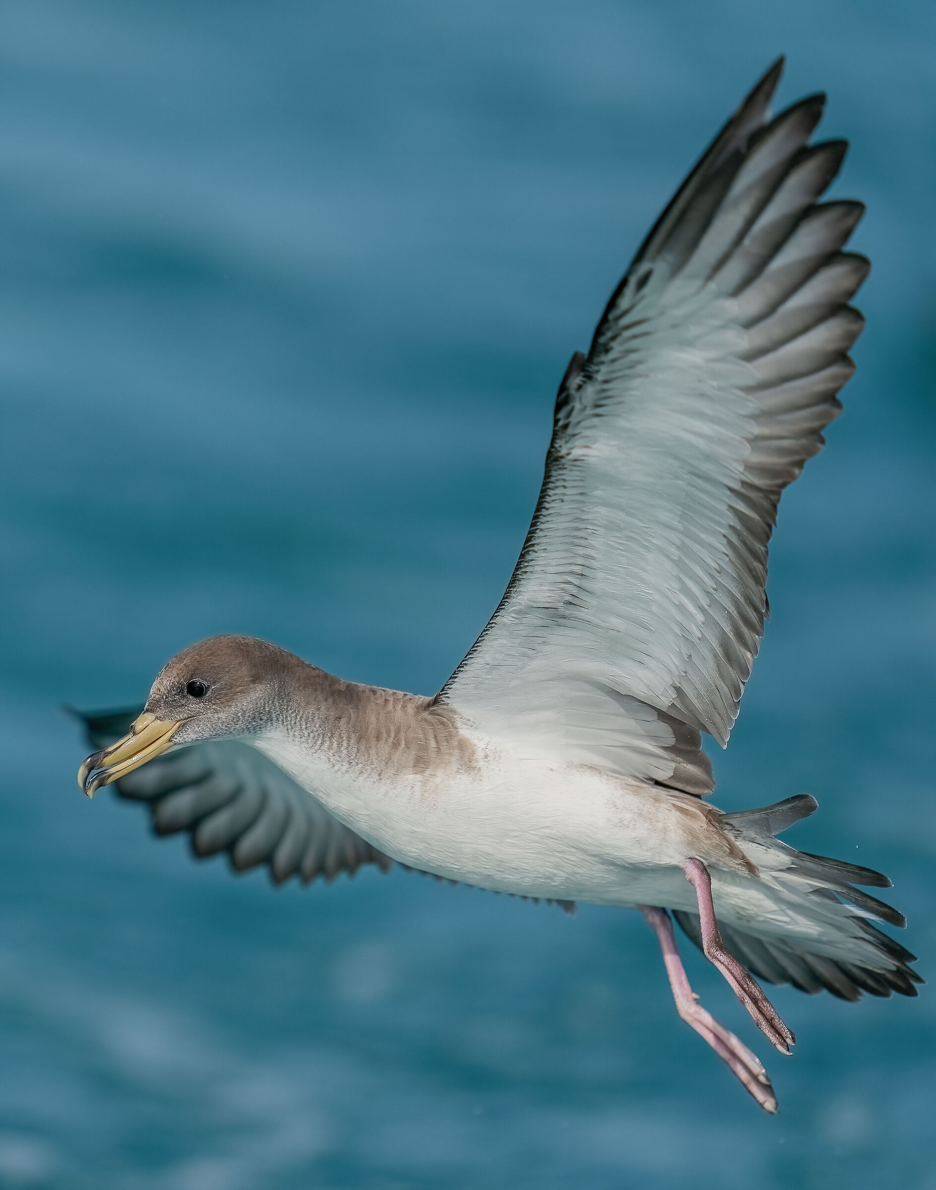 Berta Maggiore (Calonectris diomedea) Viareggio LU