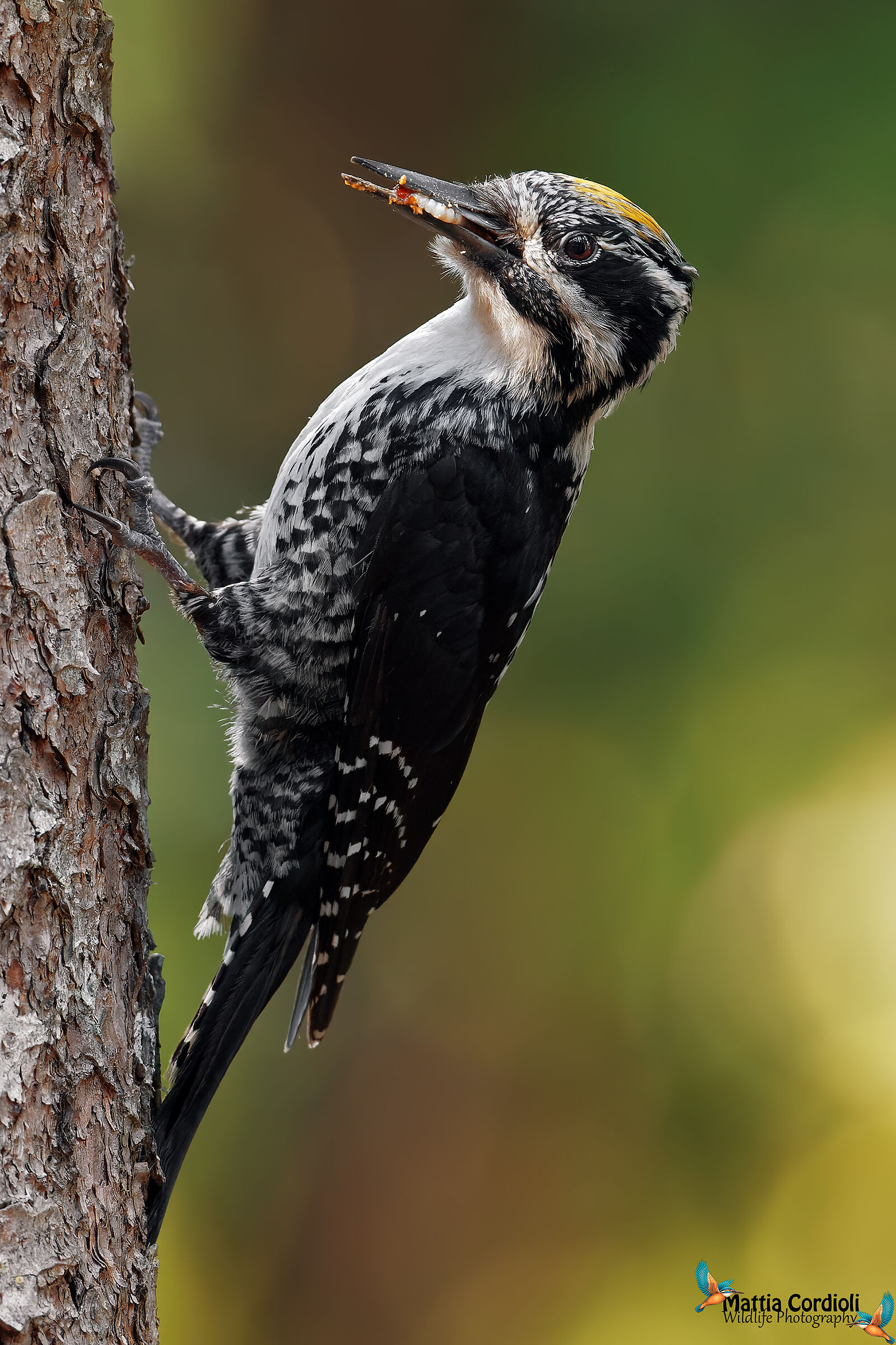 Male Tridattilo woodpecker