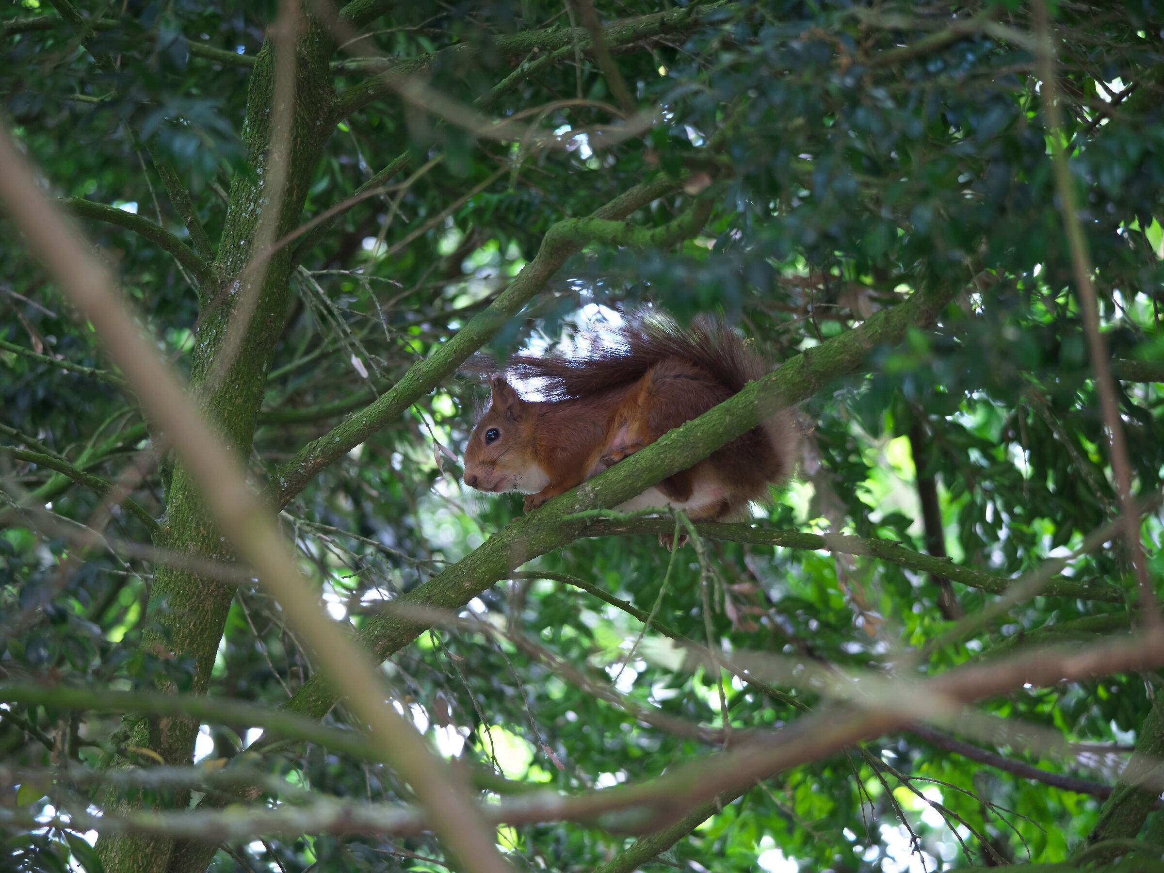 Scoiattolo tra i rami