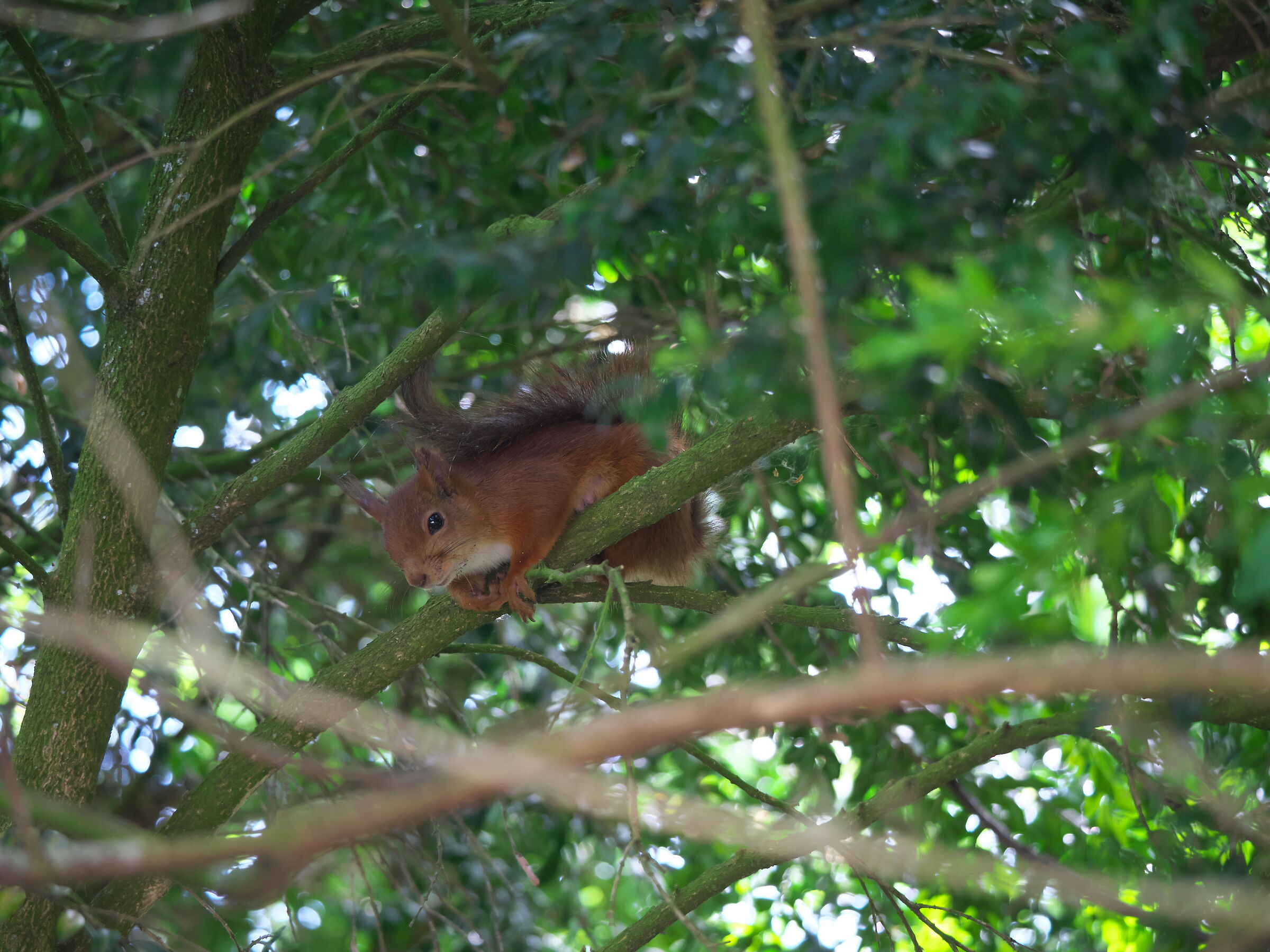 Scoiattolo tra i rami (2)