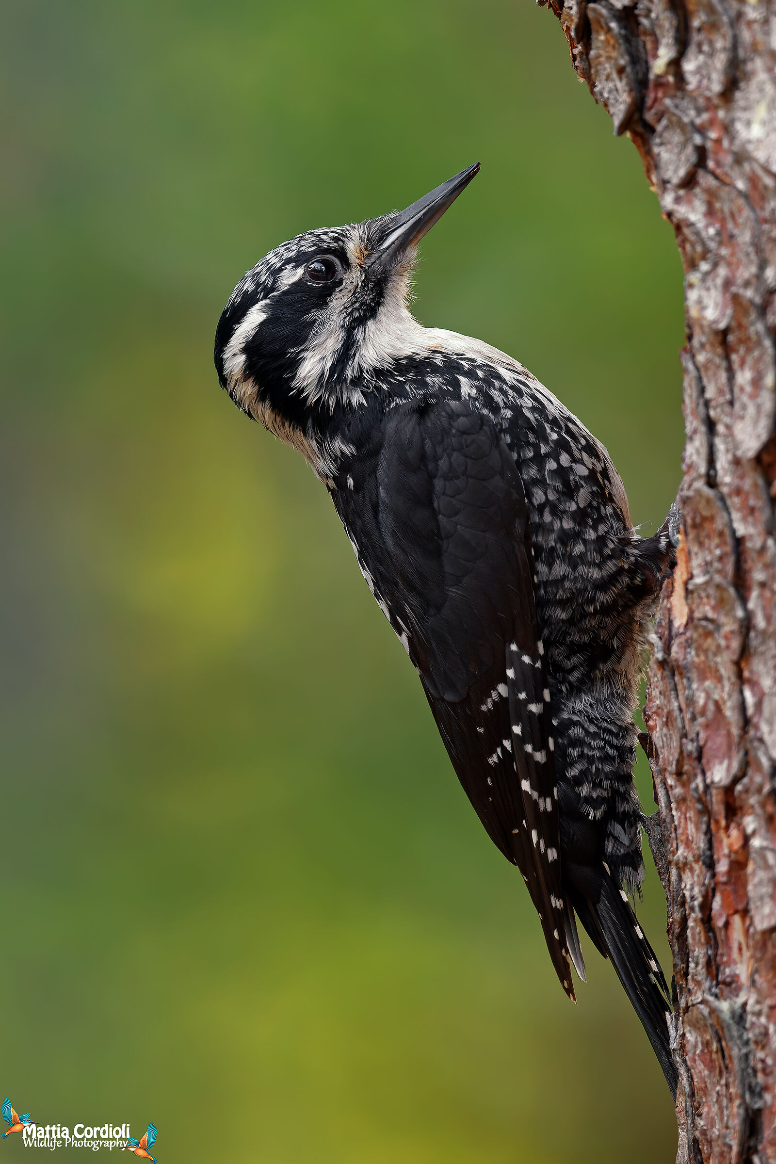 Tridattilo Female Woodpecker