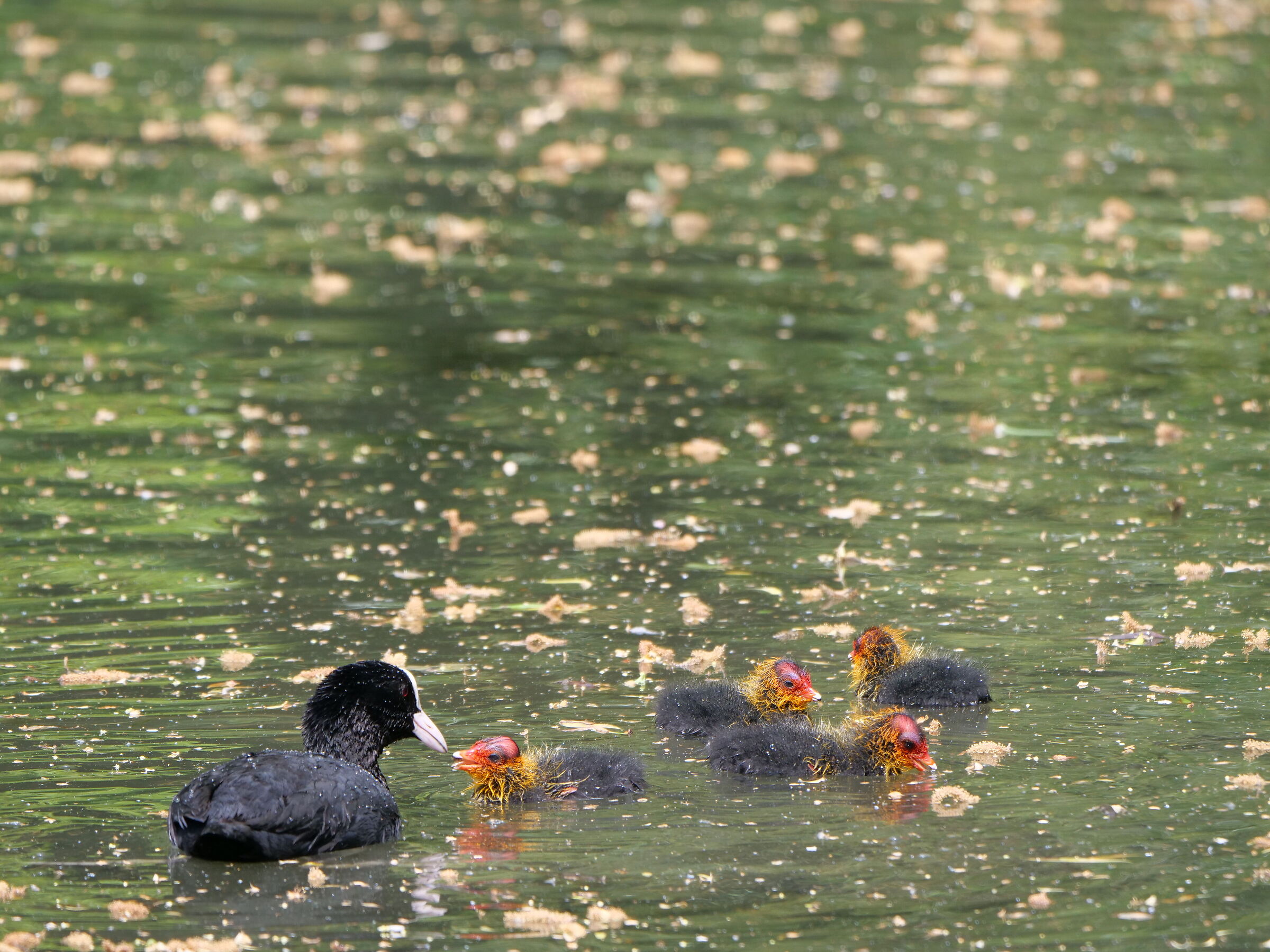 Sea gallinule and chicks