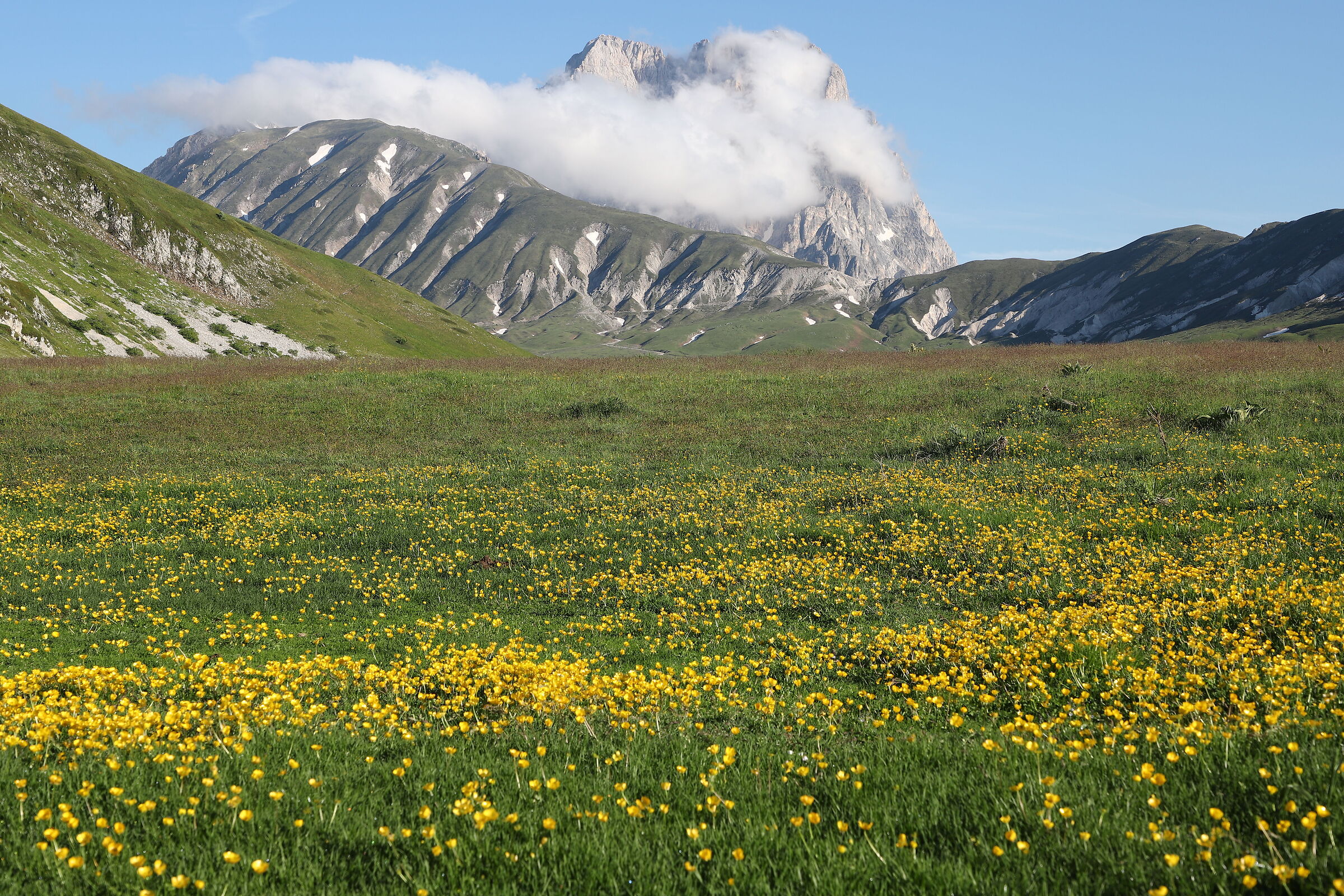 Yellow carpet in front of the Corno Grande