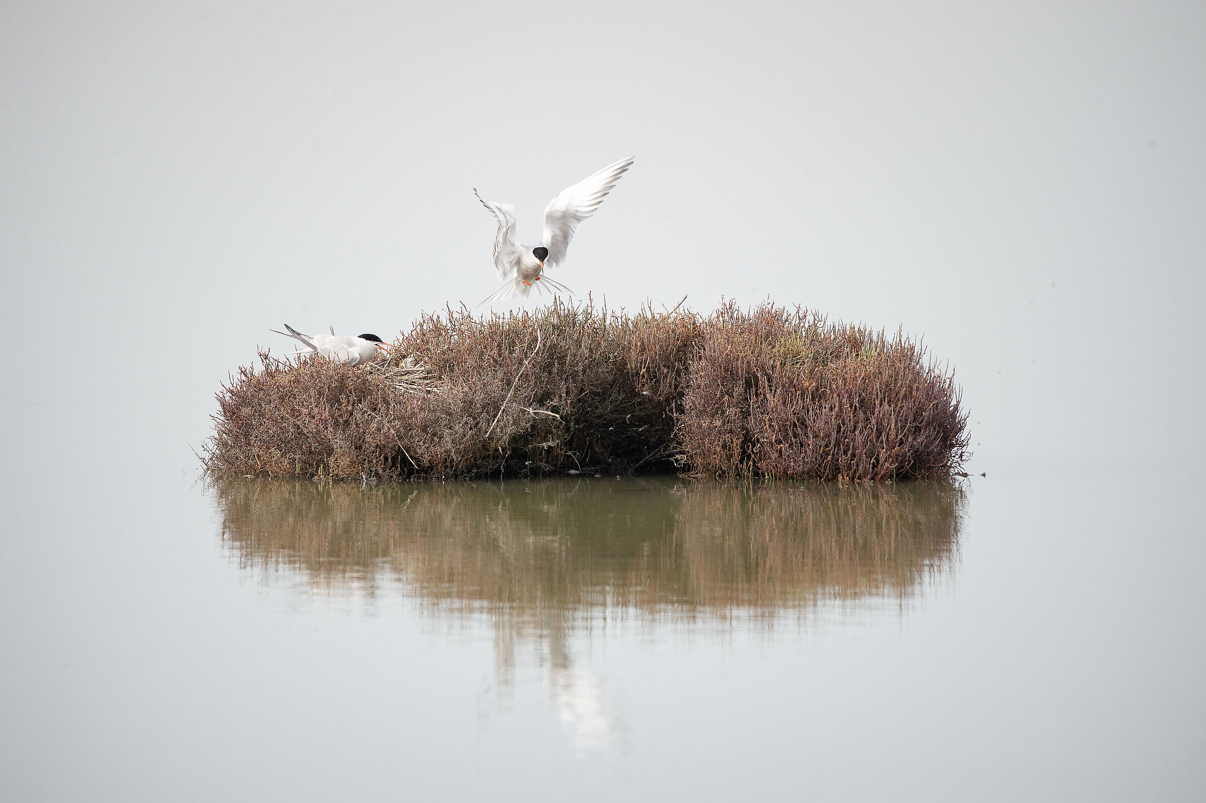 sterne alle Saline di Comacchio