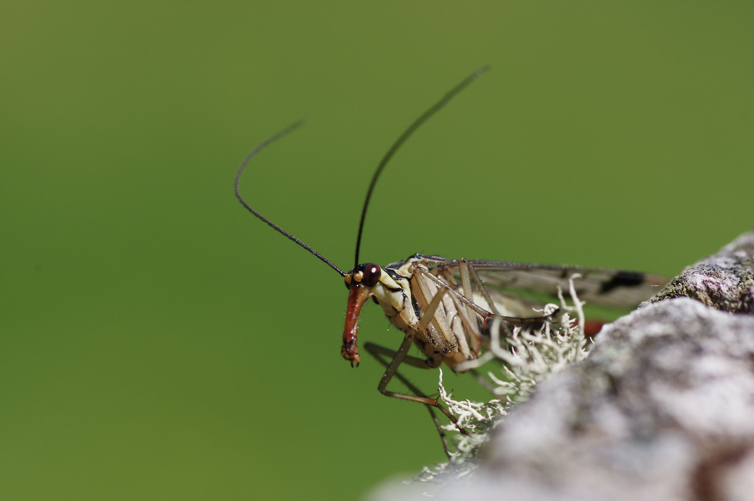 Un po ficcanaso (Mosca Scorpione)