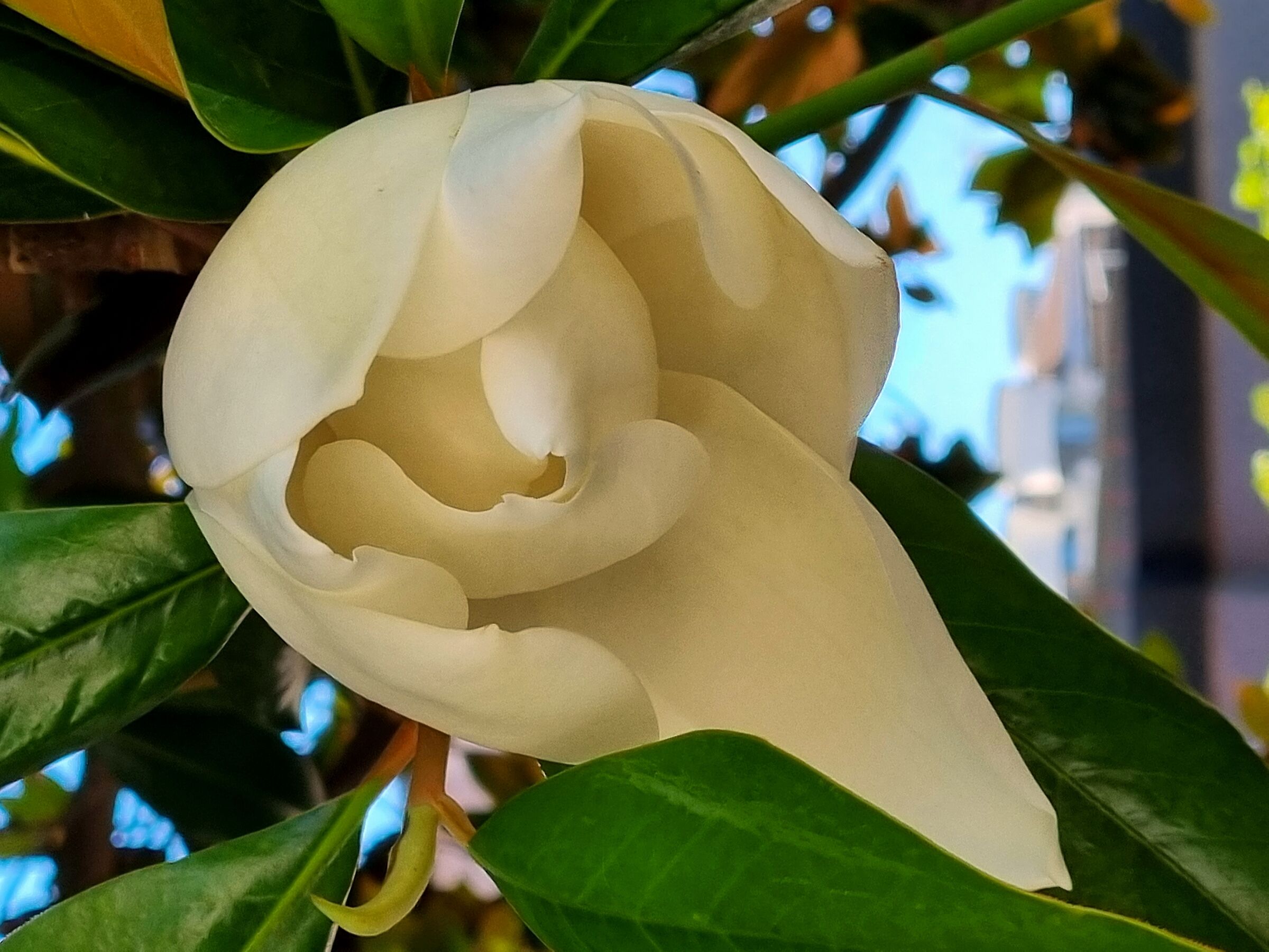 Fiore di Magnolia